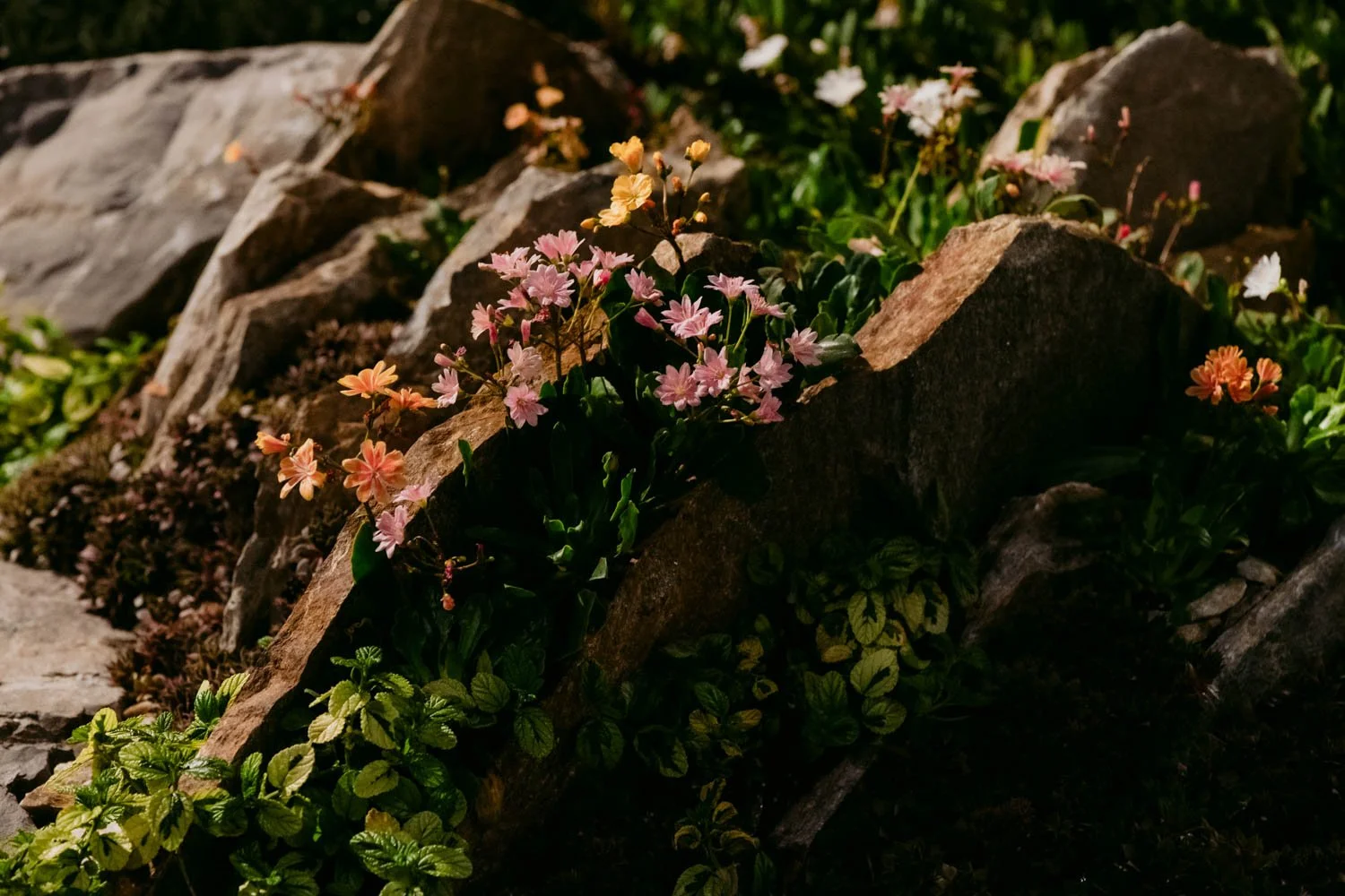 2026 NWFGS - Lacewing - Caroline Walker Evans - 91.jpg