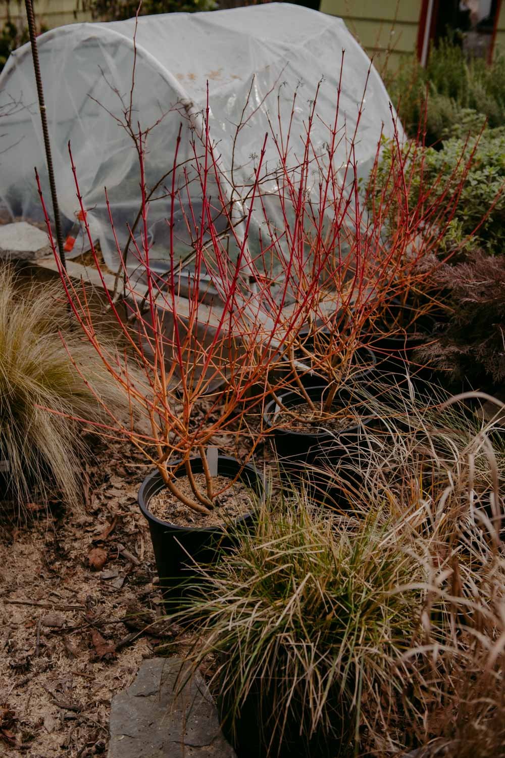 2026 NWFGS - Lacewing - Caroline Walker Evans - 4.jpg