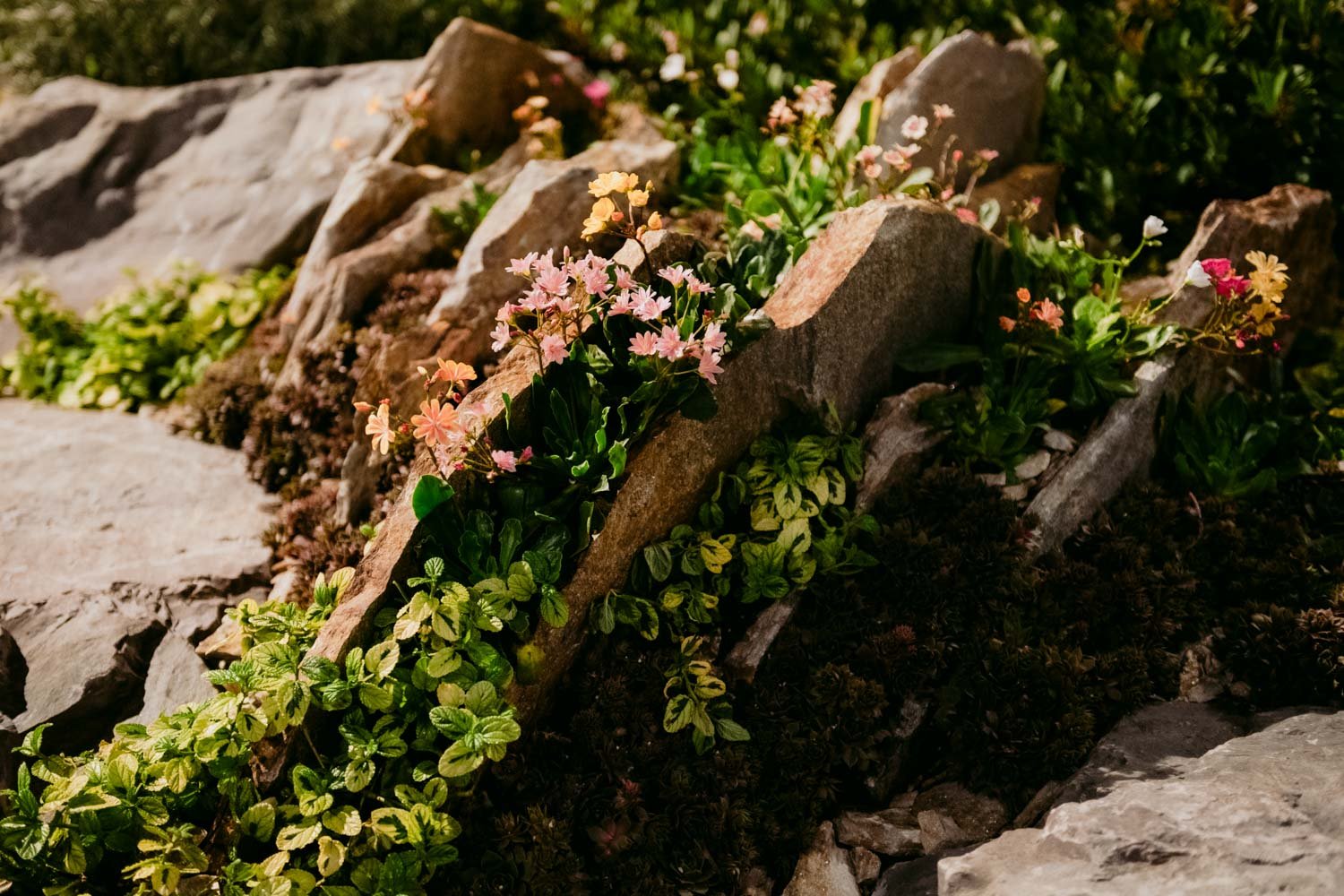 2026 NWFGS - Lacewing - Caroline Walker Evans - 67.jpg