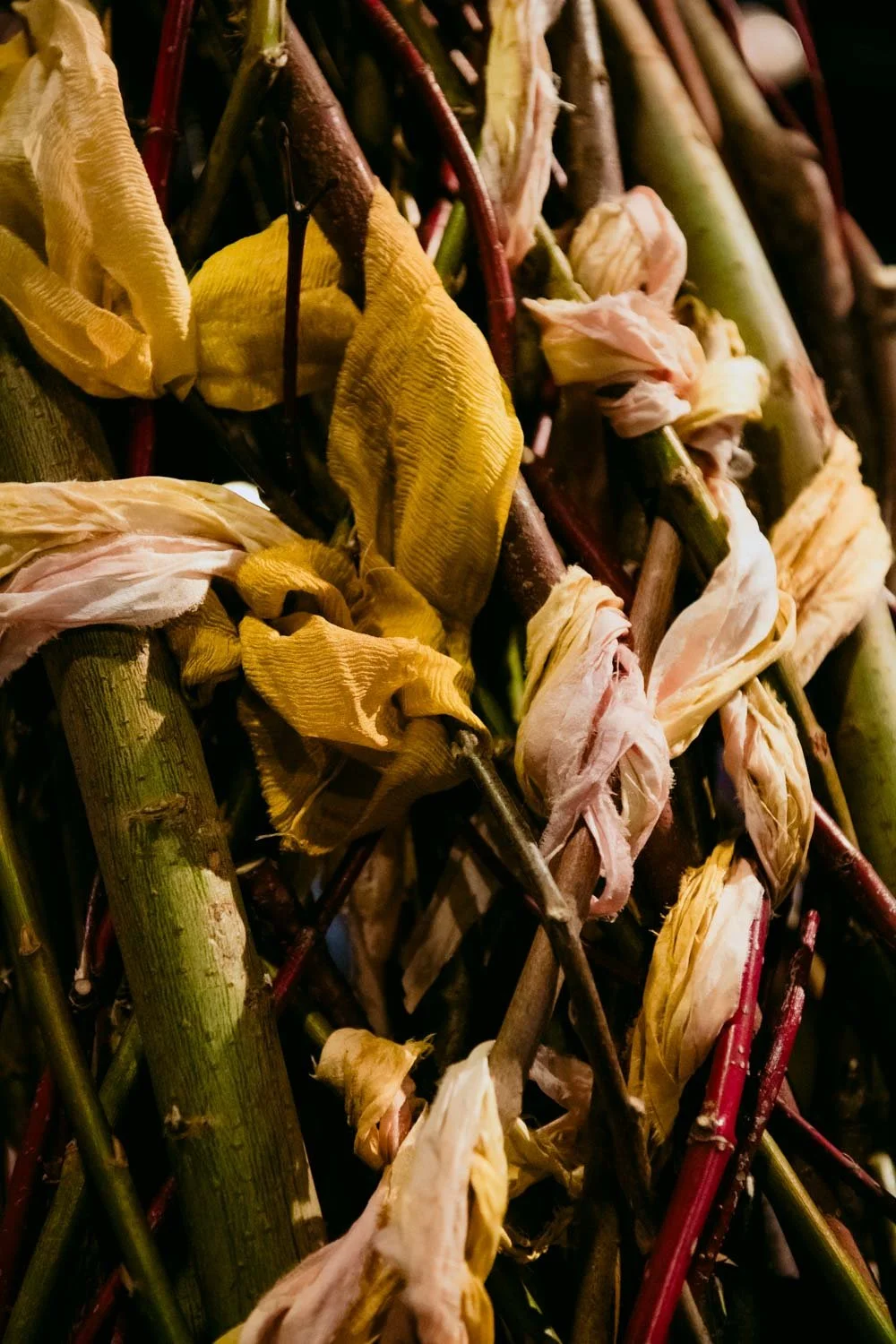 2026 NWFGS - Lacewing - Caroline Walker Evans - 52.jpg