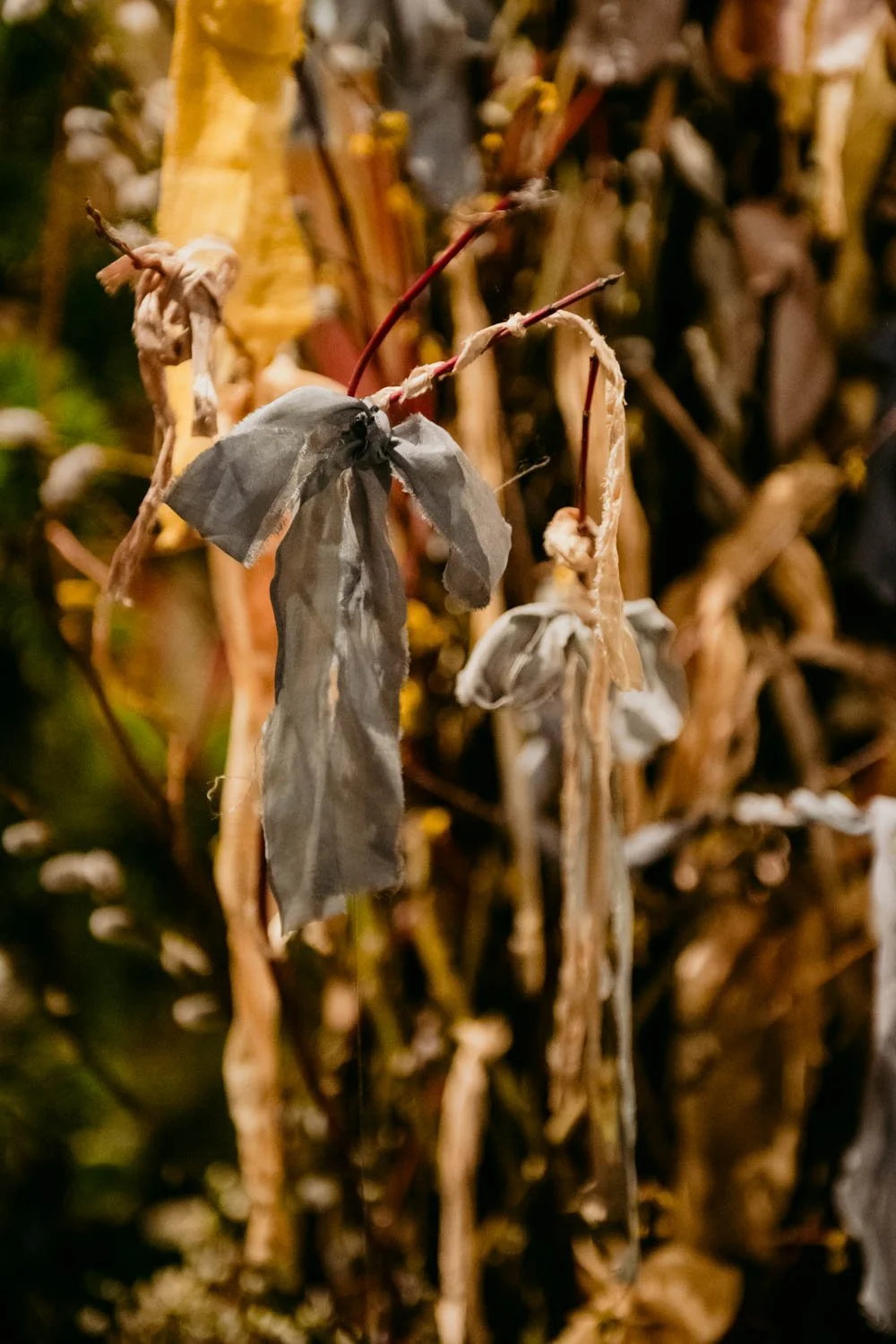 2026 NWFGS - Lacewing - Caroline Walker Evans - 65.jpg