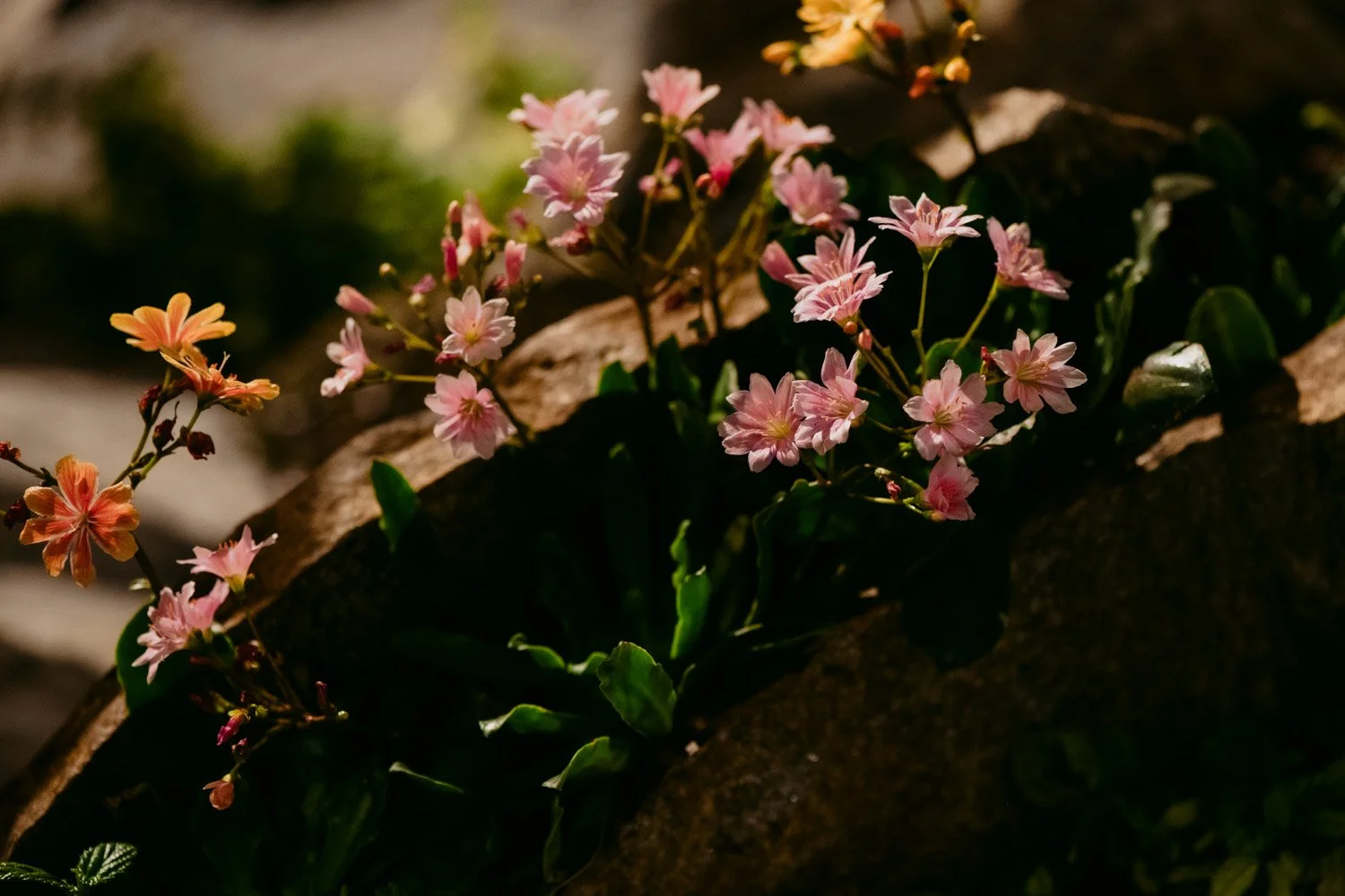 2026 NWFGS - Lacewing - Caroline Walker Evans - 90.jpg