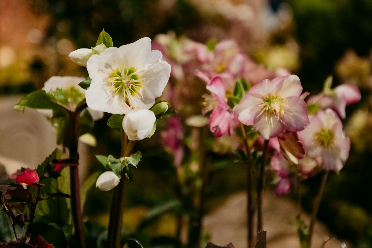 2026 NWFGS - Lacewing - Caroline Walker Evans - 82.jpg