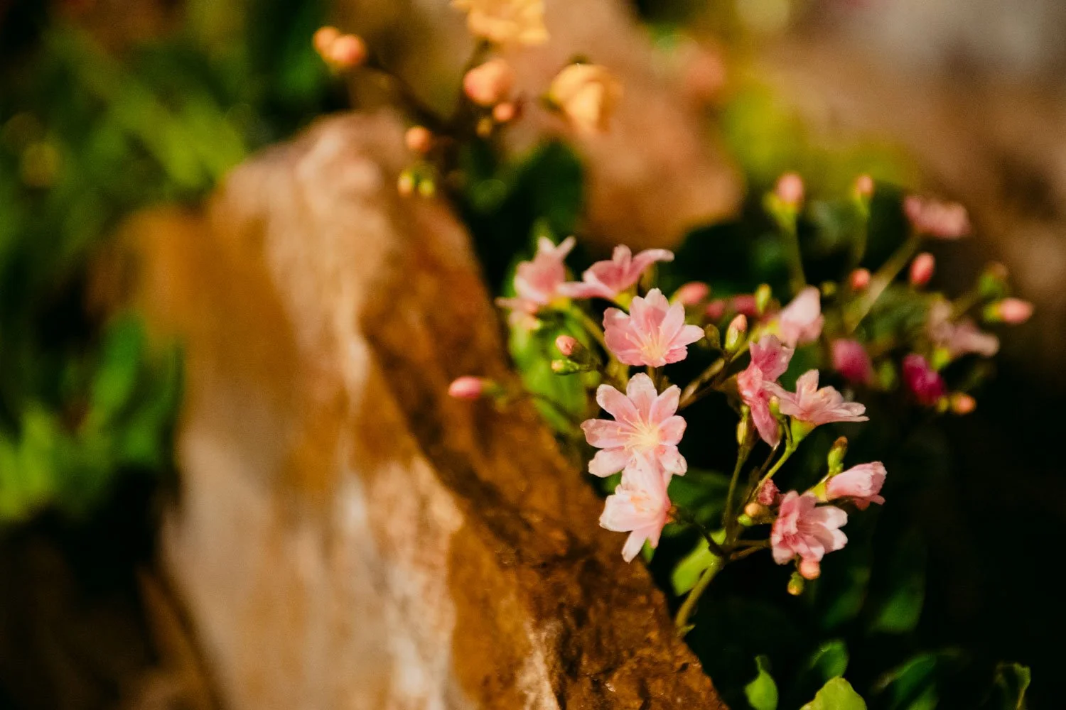 2026 NWFGS - Lacewing - Caroline Walker Evans - 50.jpg