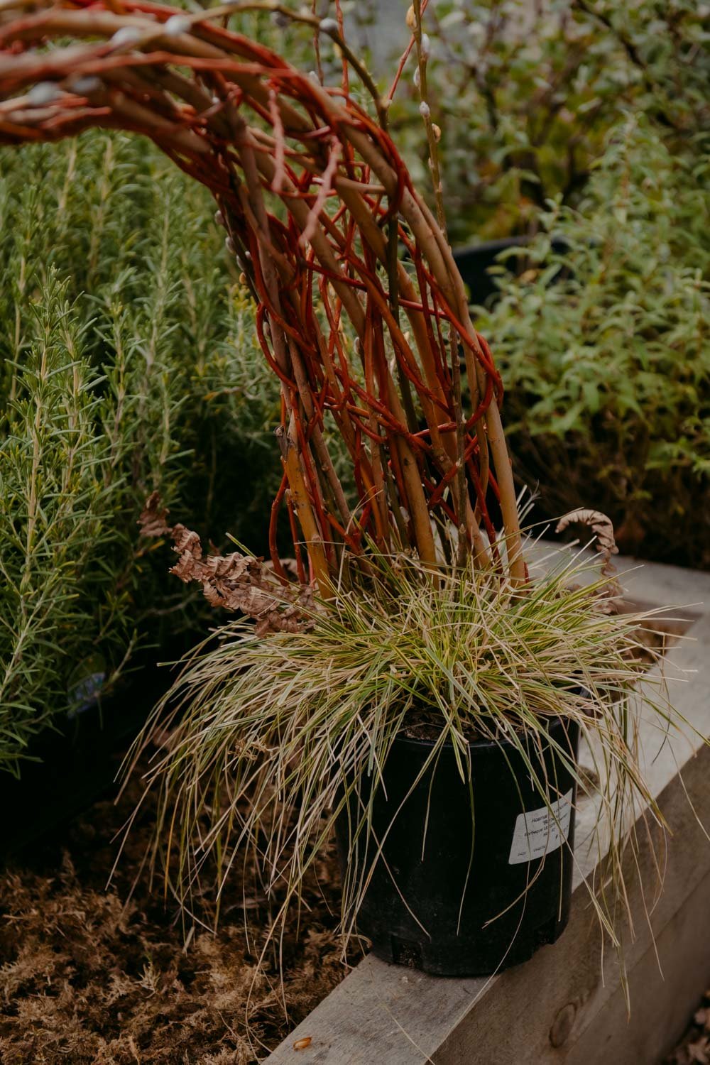 2026 NWFGS - Lacewing - Caroline Walker Evans - 6.jpg