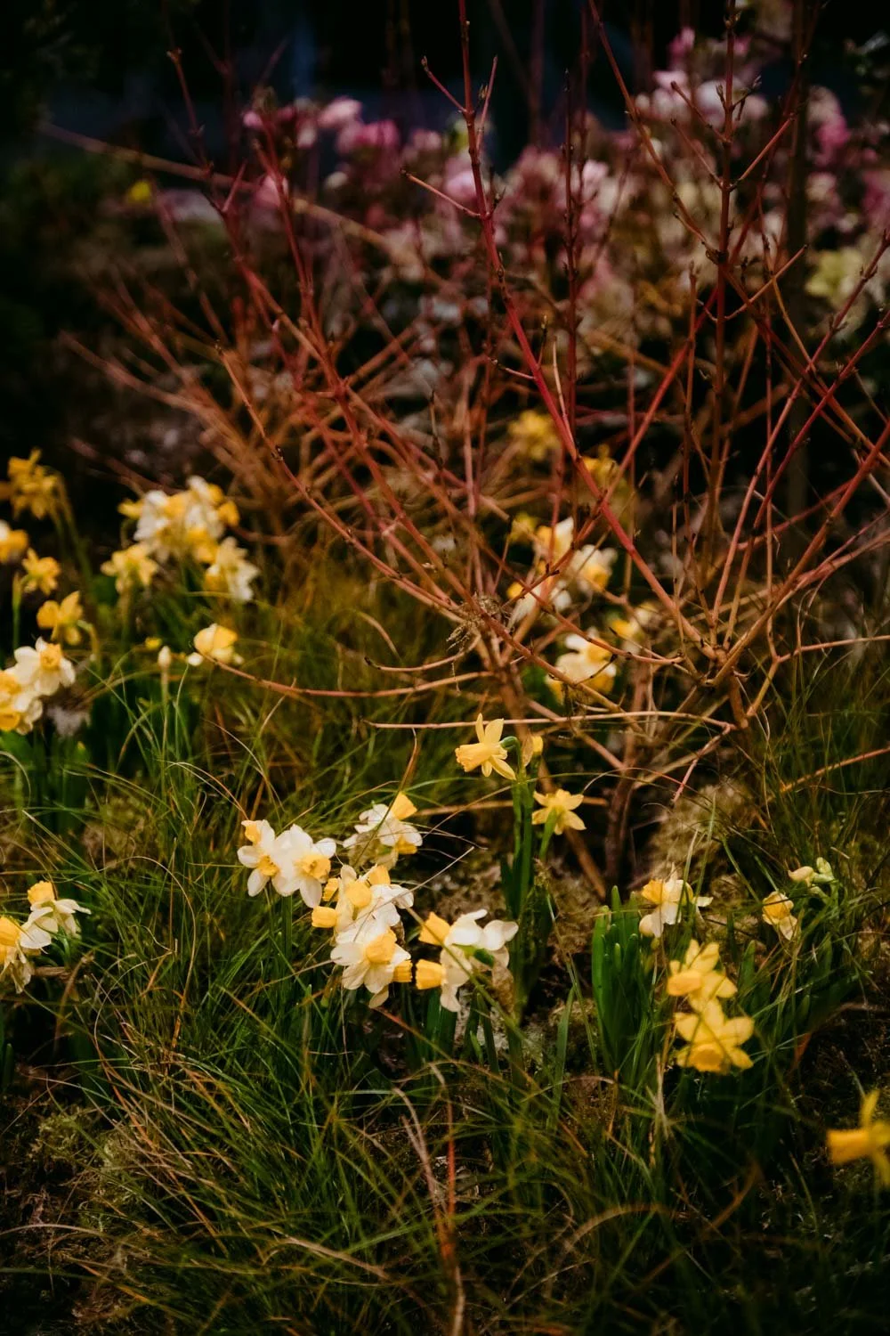 2026 NWFGS - Lacewing - Caroline Walker Evans - 64.jpg