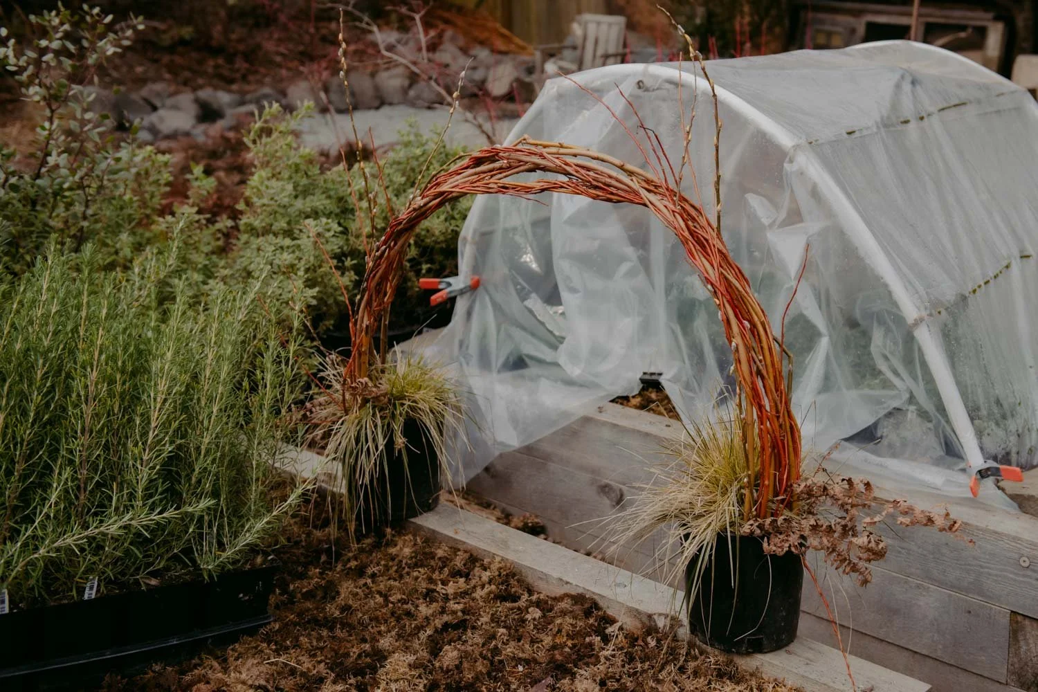 2026 NWFGS - Lacewing - Caroline Walker Evans - 5.jpg