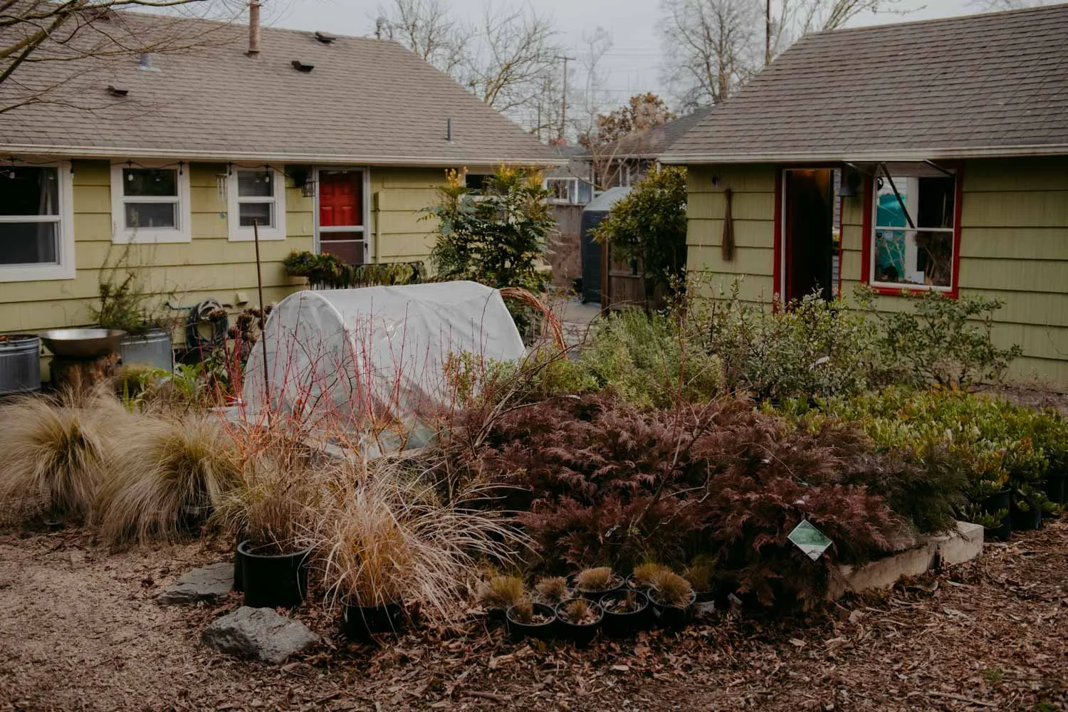 2026 NWFGS - Lacewing - Caroline Walker Evans - 3.jpg