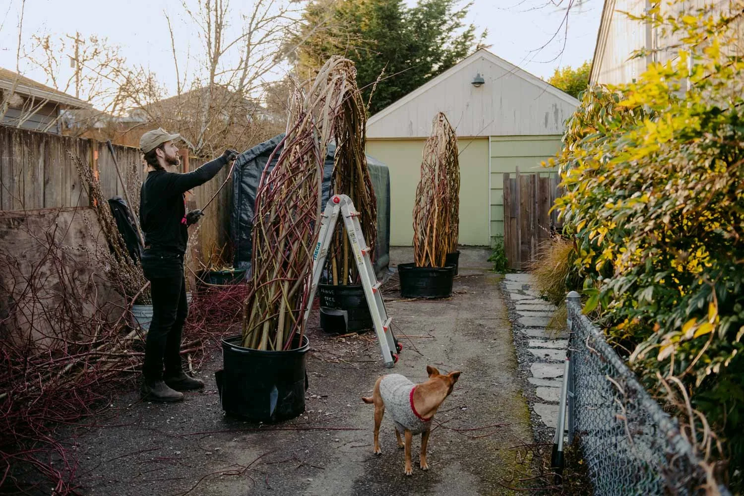 2026 NWFGS - Lacewing - Caroline Walker Evans - 9.jpg