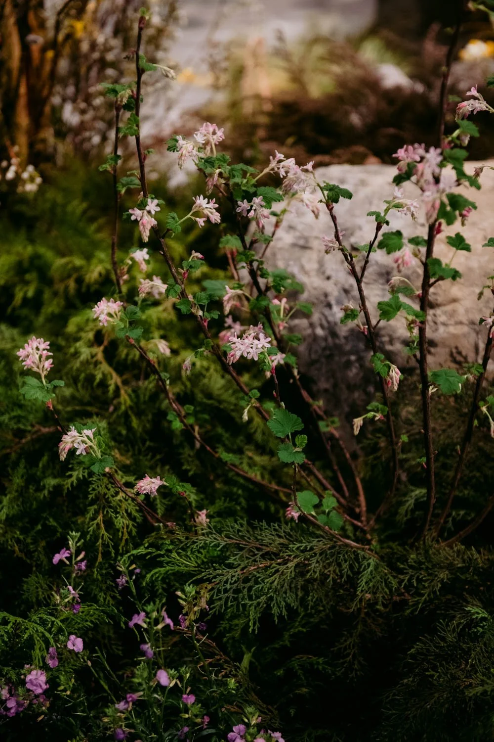 2026 NWFGS - Lacewing - Caroline Walker Evans - 81.jpg