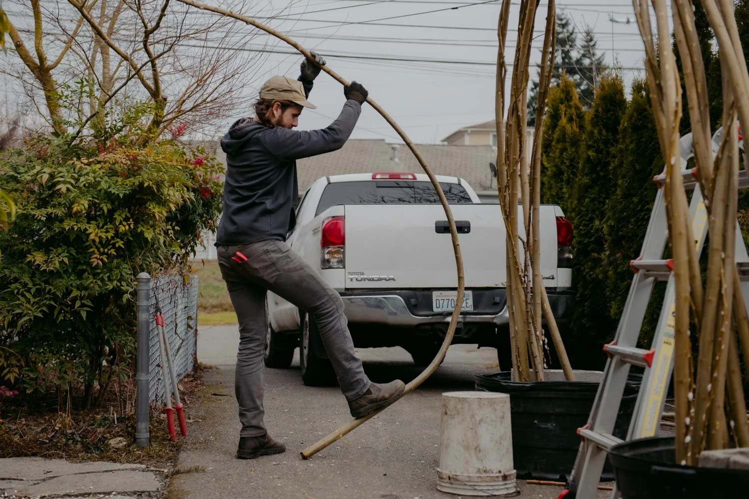 2026 NWFGS - Lacewing - Caroline Walker Evans - 7.jpg