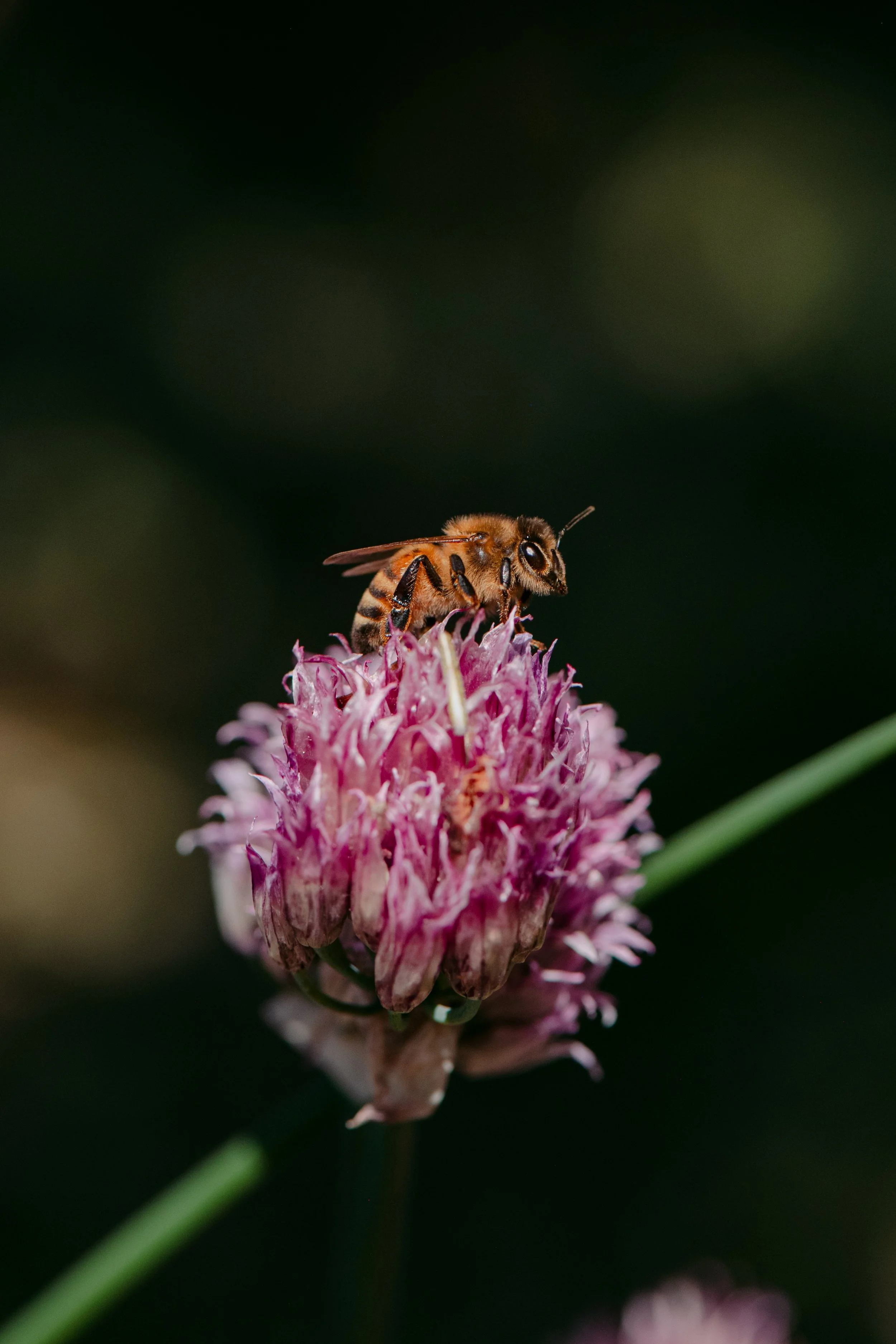 Pollinators