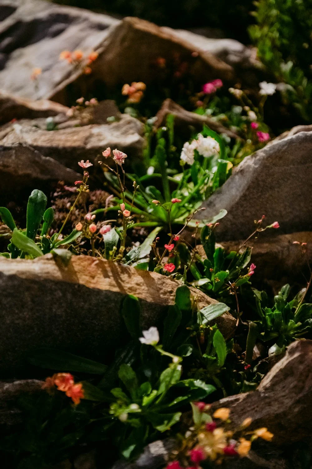 2026 NWFGS - Lacewing - Caroline Walker Evans - 53.jpg