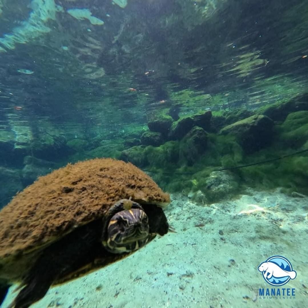 From graceful manatees to colorful fish and majestic sea turtles, our tours offer a front-row seat to nature&rsquo;s spectacular show. Join us and immerse yourself in the wonders of Kings Bay! 🤿 ✨

(352) 795-7234
www.manateeswimcenter.com

#CrystalR