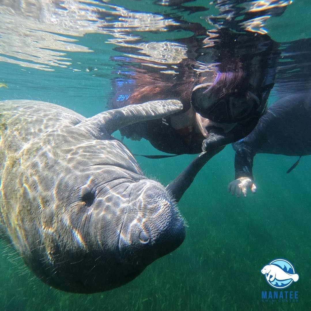 No Sunday scaries around here, because we swim with the manatees 7 days a week! Thats right, Monday through Sunday we get to enjoy these playful creatures! So dont wait, book your trip today!

(352) 795-7234
www.manateeswimcenter.com

#CrystalRiverAd