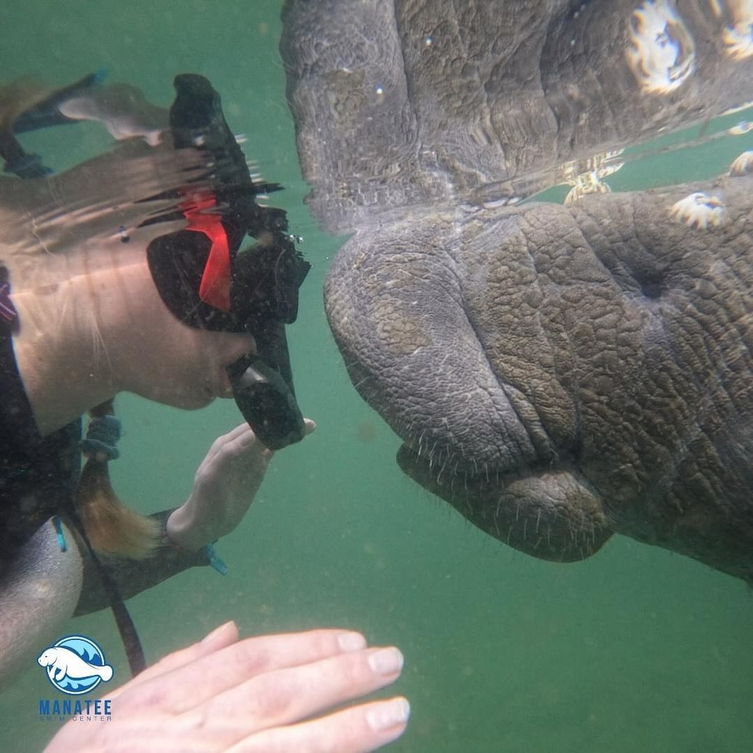 Ready to embark on an extraordinary adventure and forge unforgettable memories with Crystal River&rsquo;s gentle giants? Join us at Manatee Swim Center and discover the thrill of swimming alongside these magnificent creatures in their natural habitat