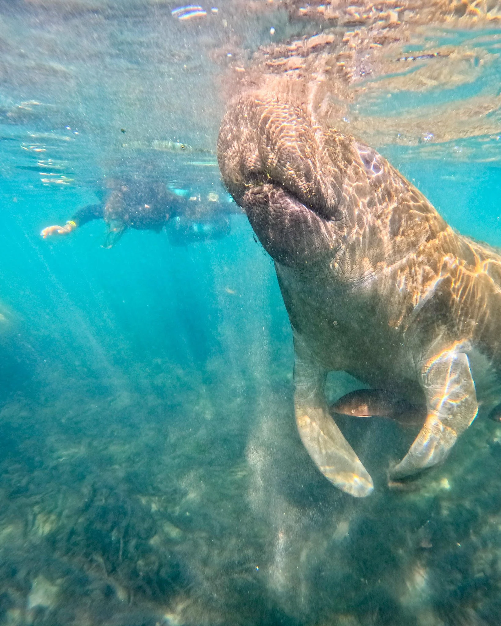 Plan the Ultimate Winter Adventure at Manatee Swim Center in Crystal River, FL