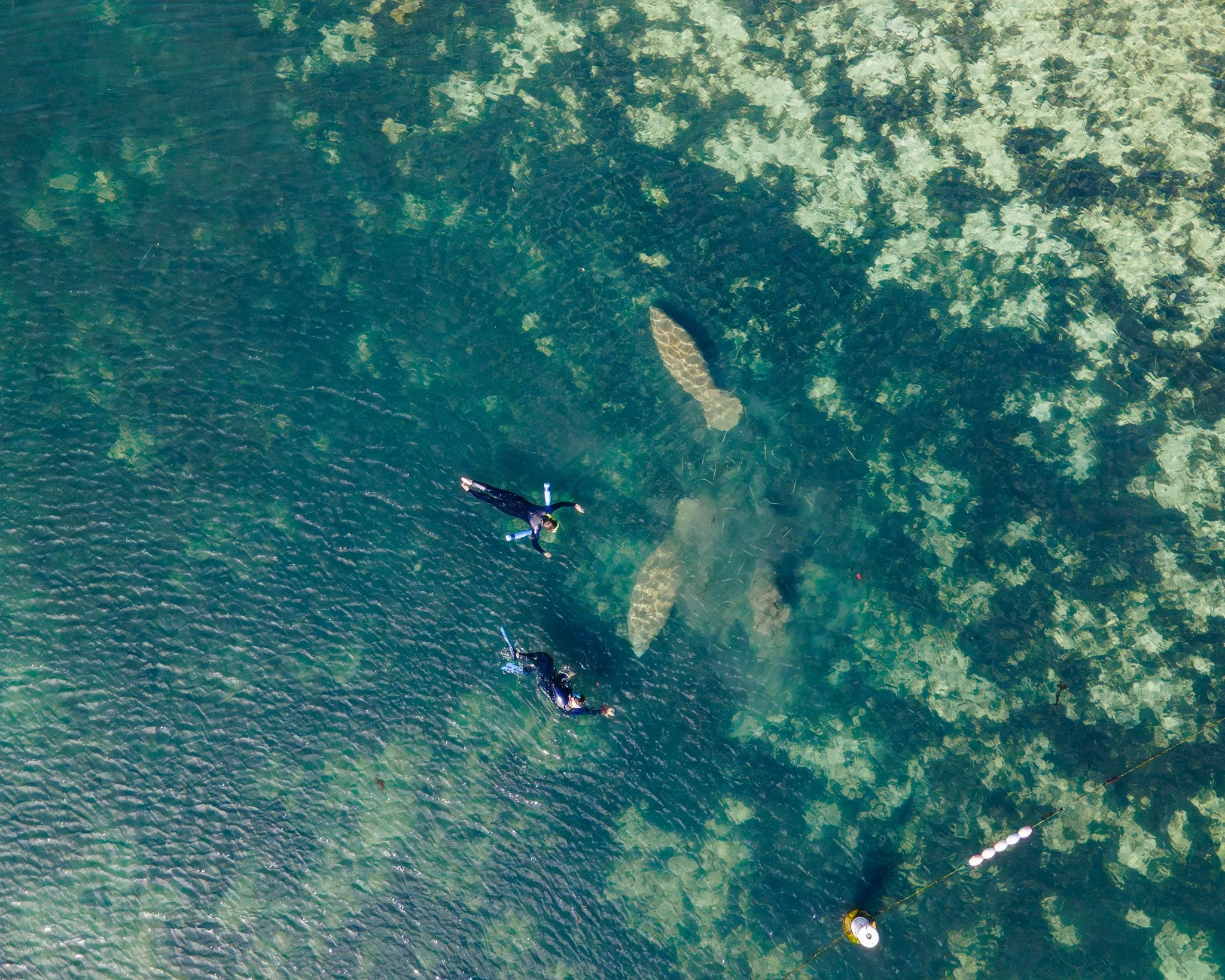 The Perfect February Escape: How to Plan Your Crystal River Manatee Adventure + Beyond