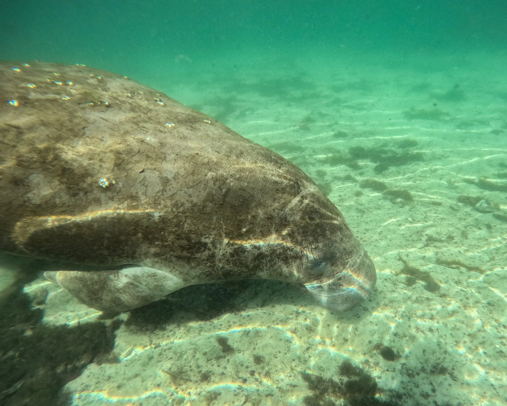 Early Spring Manatee Encounters: Why March Is a Hidden-Gem Time to Visit Crystal River