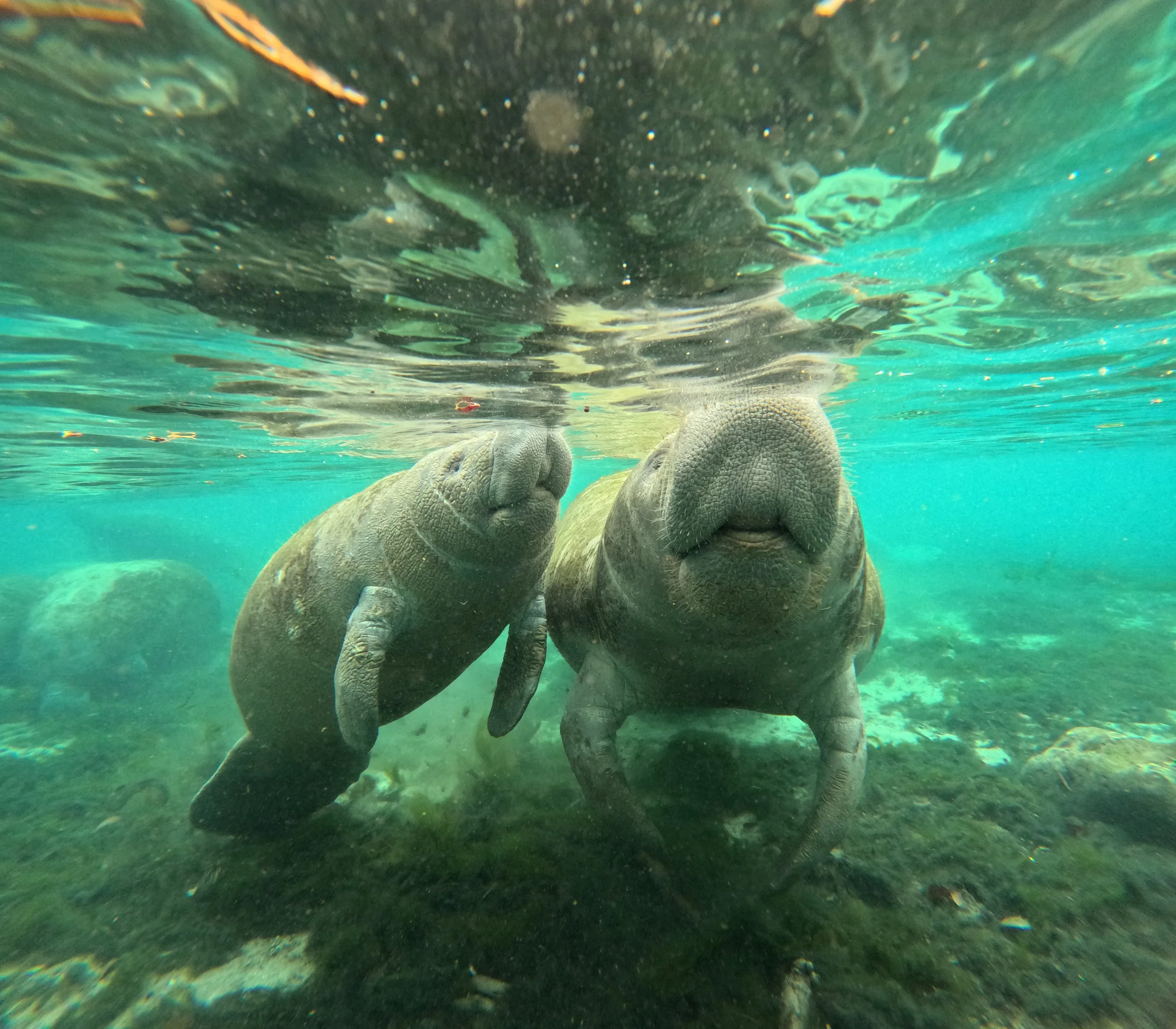 Spring Break Meets Nature: Why Late March Is the Perfect Time for a Manatee Adventure in Crystal River