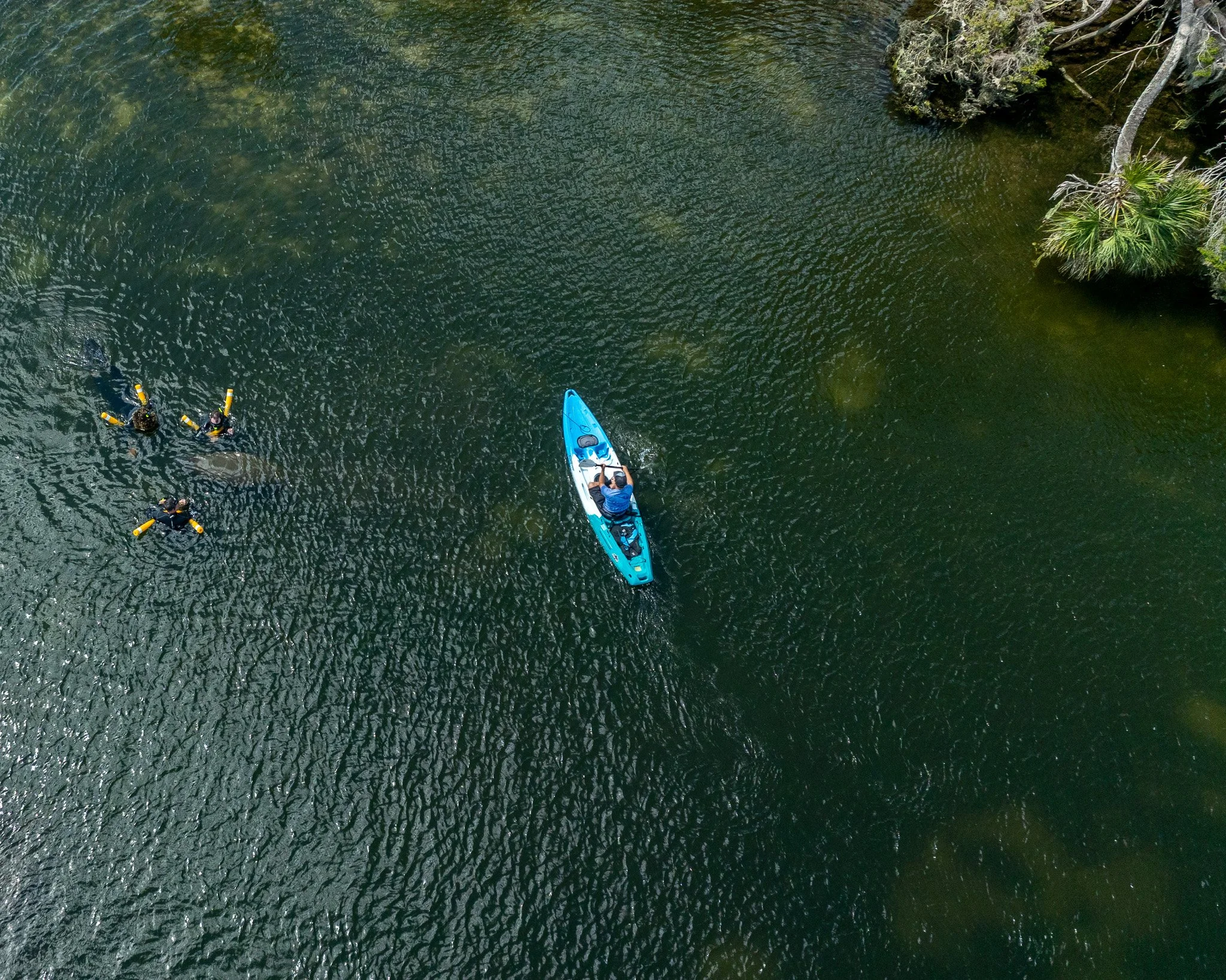 Summer Starts on the Water: Why Late May Is the Perfect Time to Explore Crystal River