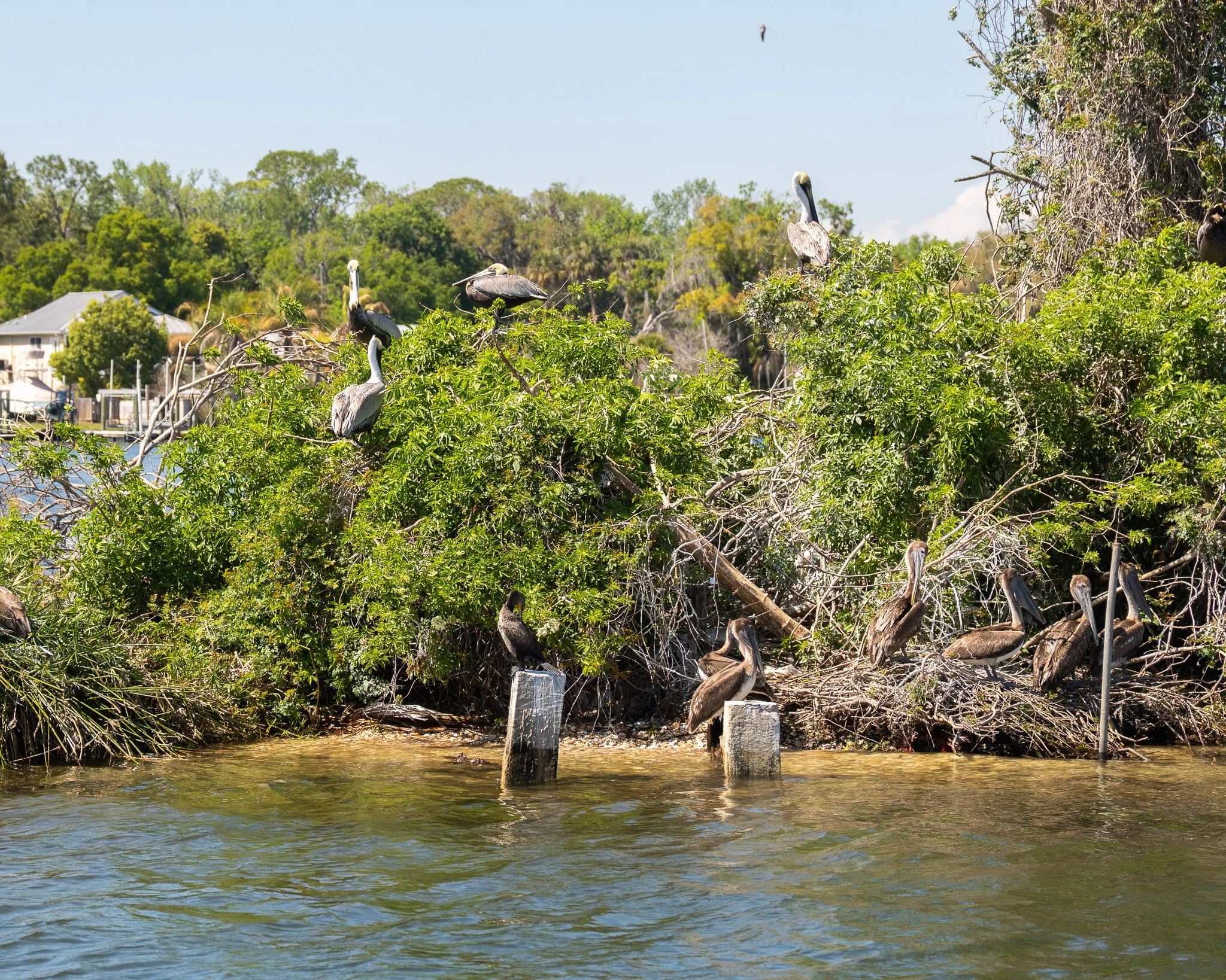 How to Plan the Perfect Summer Eco-Day in Crystal River
