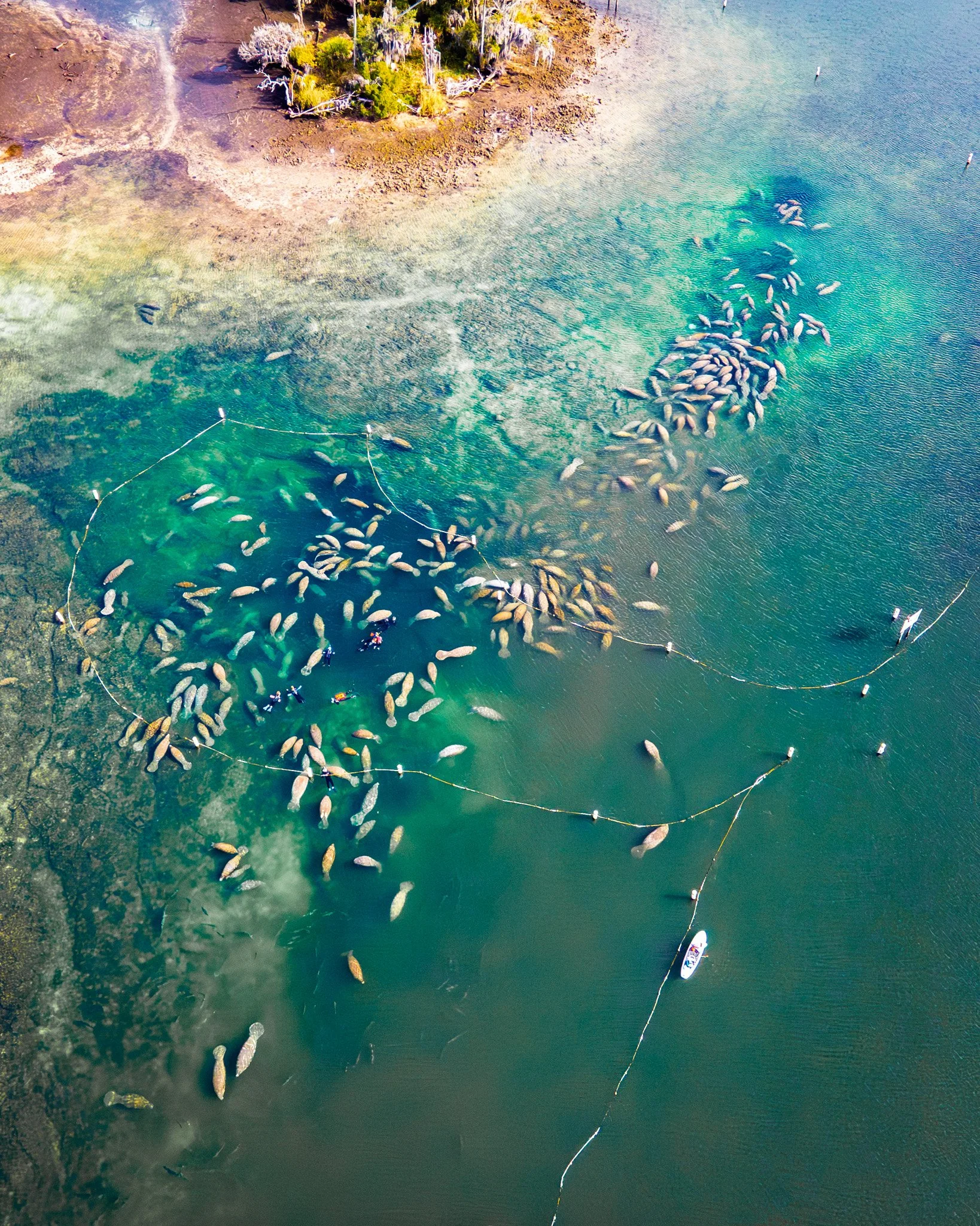 Late Summer Adventures in Crystal River: Why August Is the Perfect Time to Experience Florida's Natural Springs