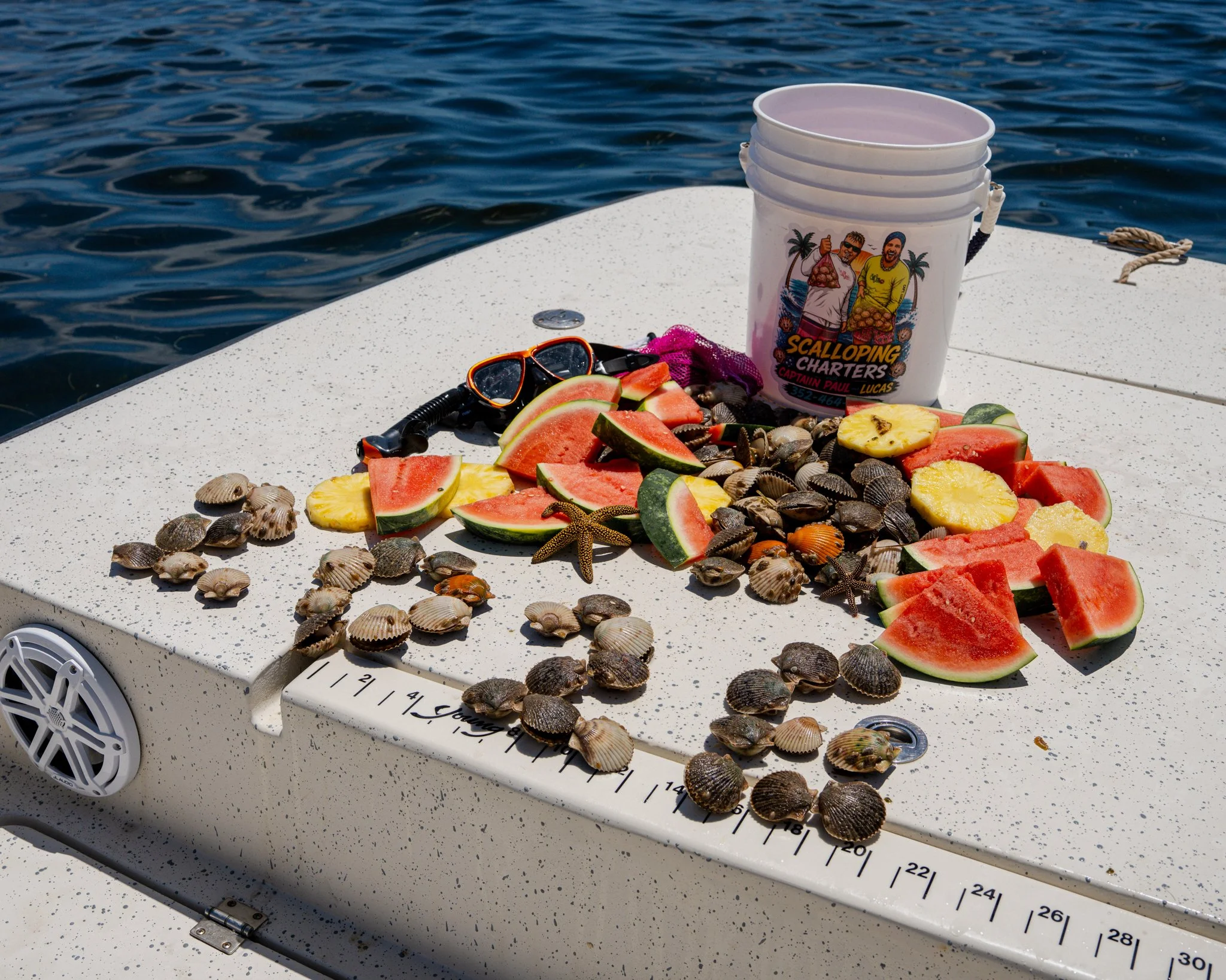 September Scalloping in Crystal River: What to Know Before Your Next Gulf Adventure