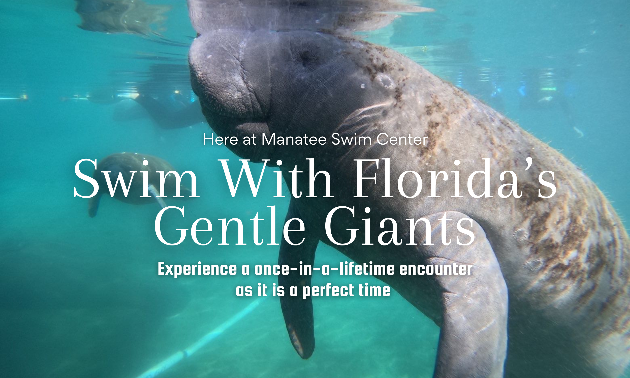 Manatee Riving Center Manatee Swim Center