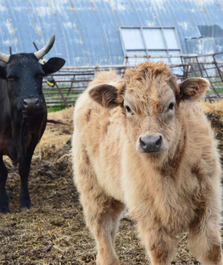 baby-cow-3-1723x2048.jpg?format=750w