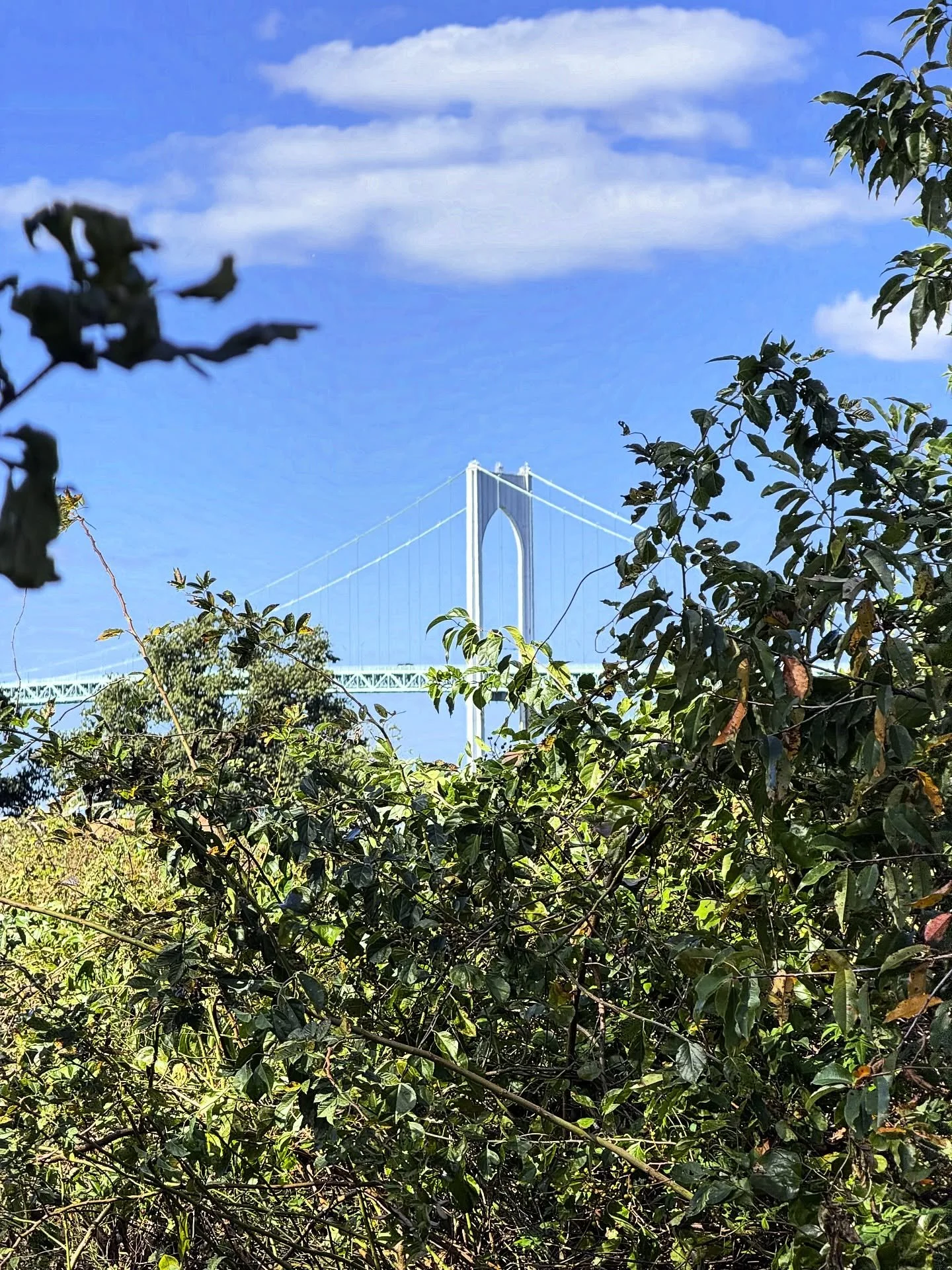 After bird nesting season, the rest of Rose Island becomes accessible for exploration. 

And you&rsquo;ll never know what beautiful things you may discover. 

😍