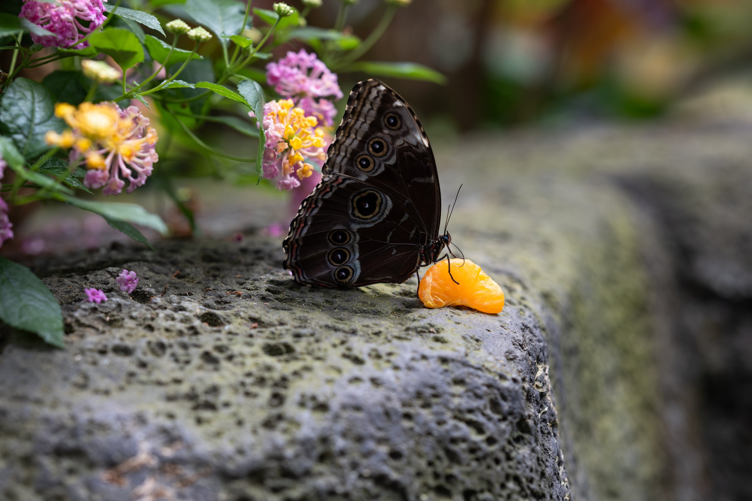 DSC_2742.jpeg