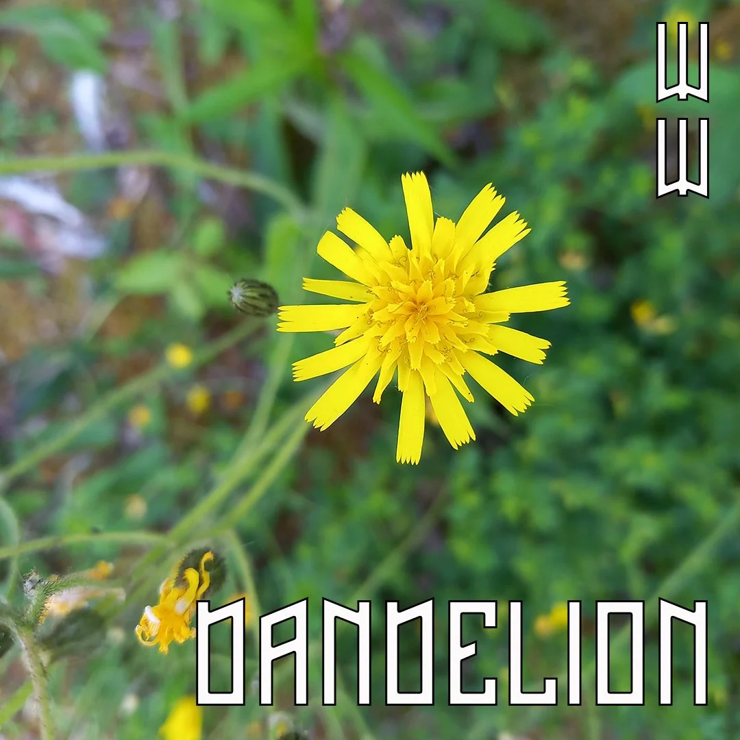 Dandelion_01 copy.jpg