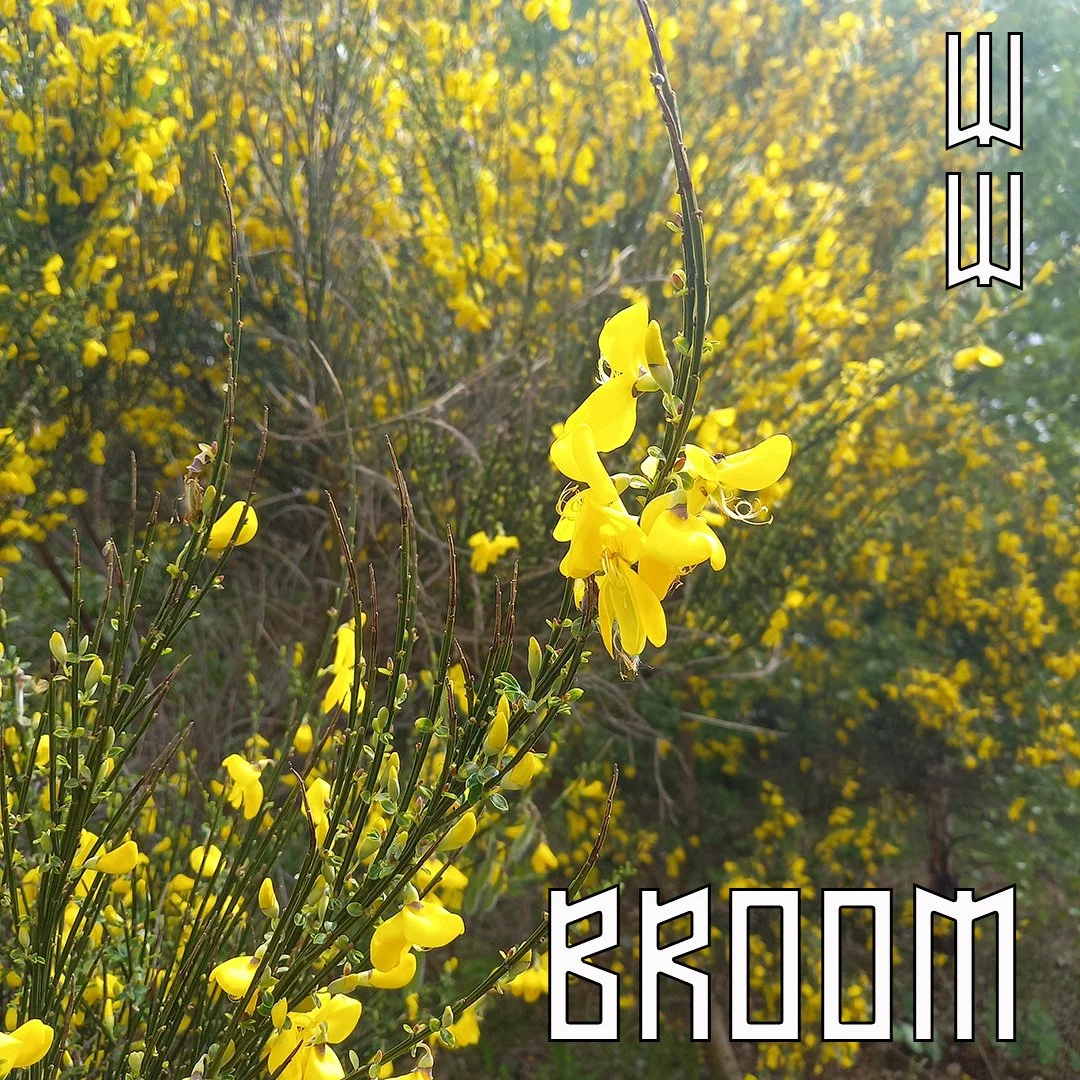 Broom_01 copy.jpg
