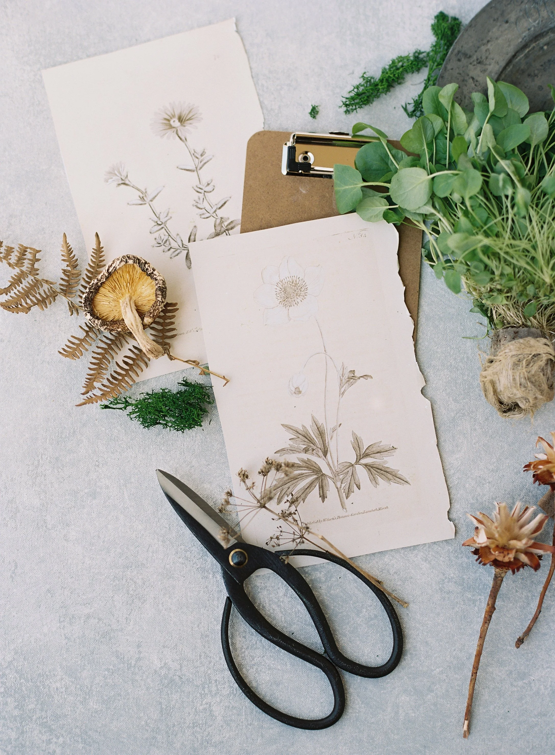 botanical flat lay on cool grey canvas backdrop with pressed flower prints, dried plants, and scissors