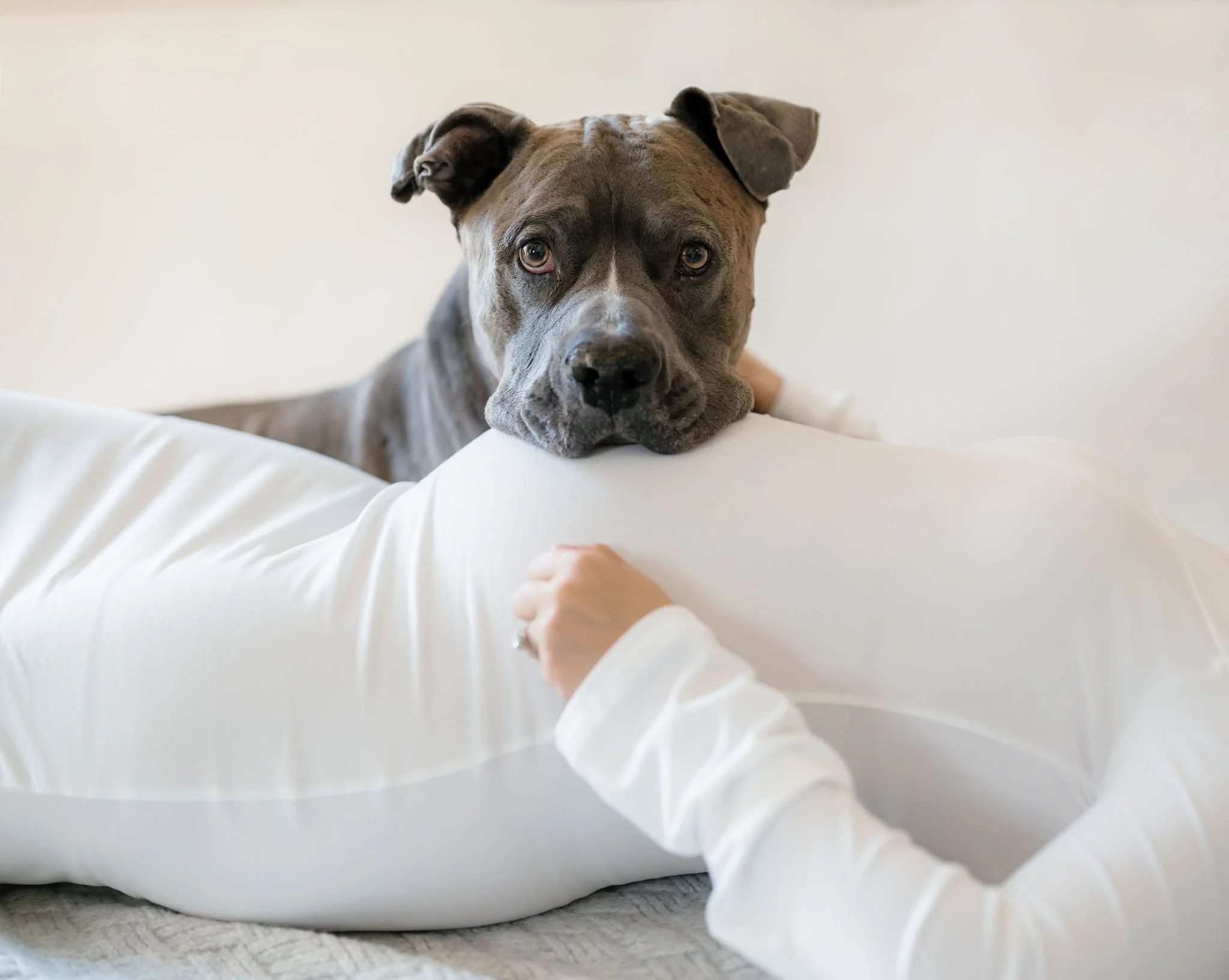 Dog resting its head on a pregnant woman’s belly during a soft studio maternity portrait with a white flowing gown and neutral backdrop