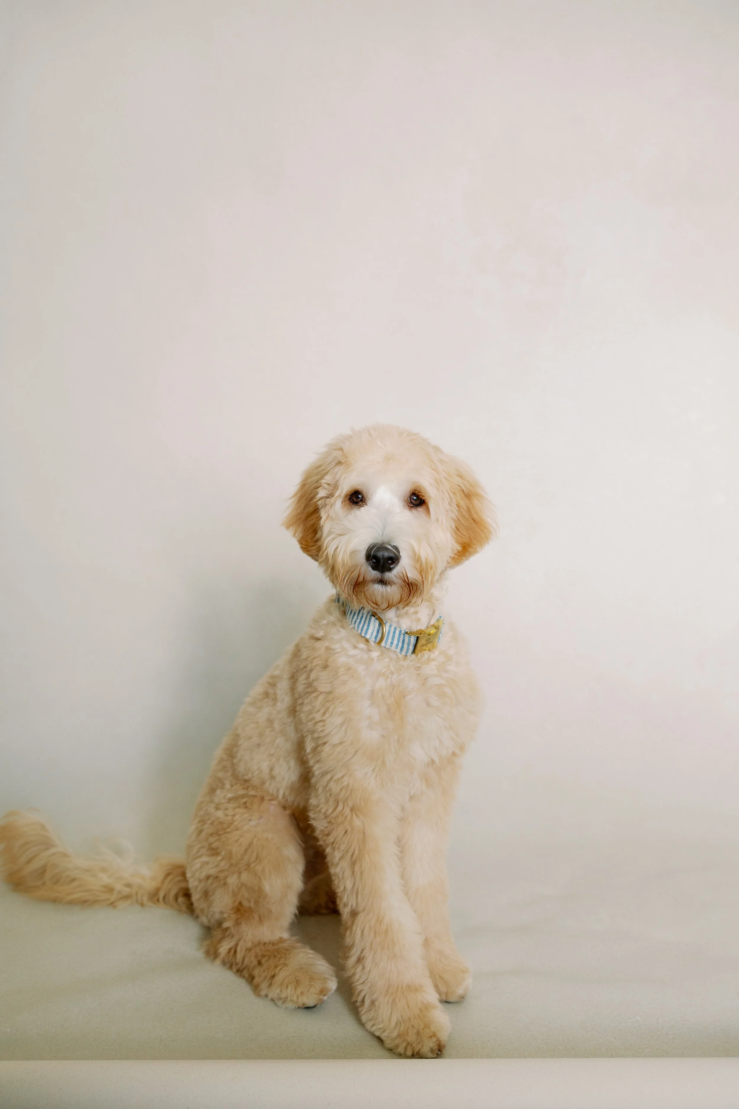 fine art pet portrait of a Goldendoodle on a Silt hand-painted canvas backdrop with soft studio lighting
