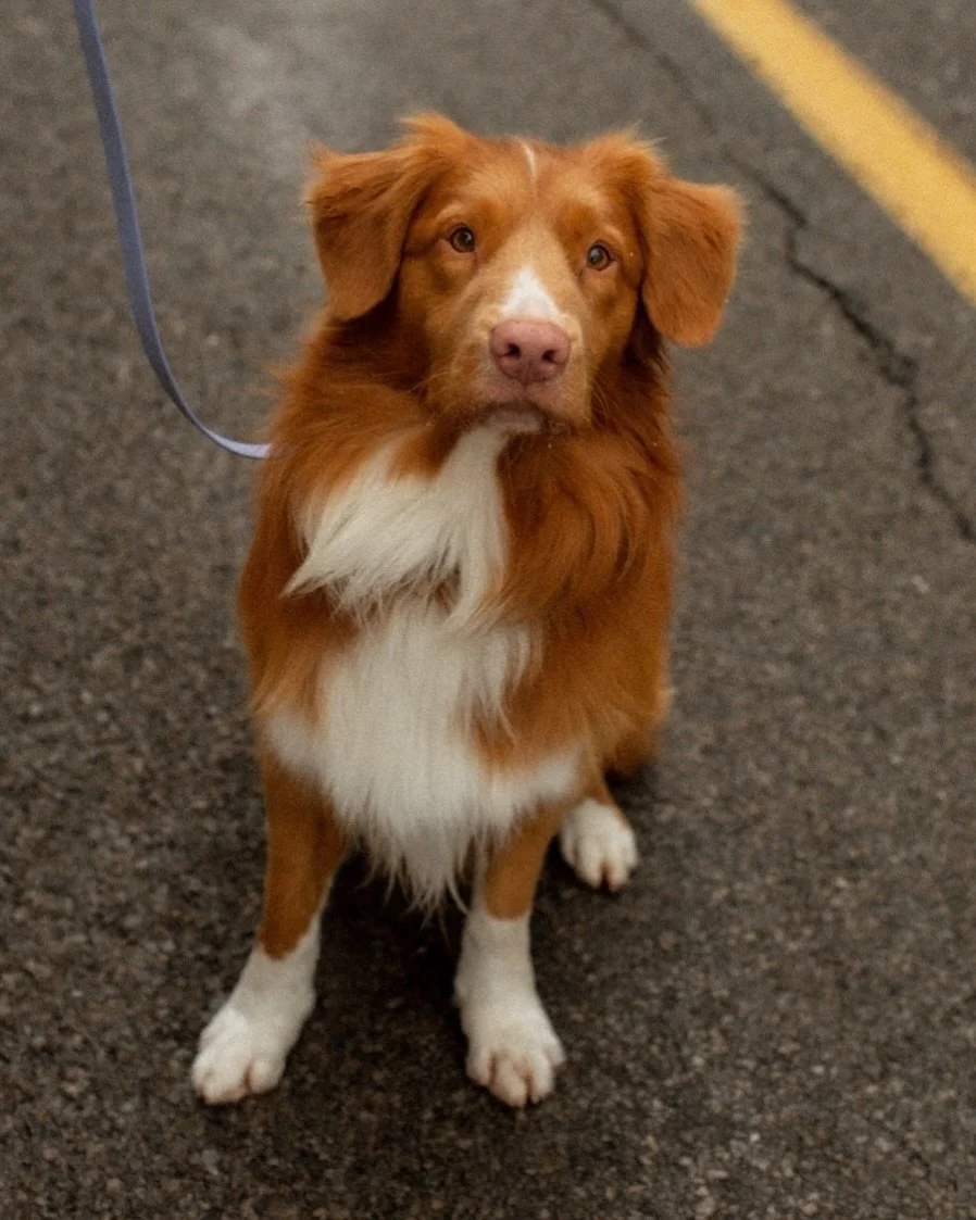 Happy birthday to one of two of my employees (or am I his employee?) - Cillian.

My dog is more apart of my work than people realize. He is a foot warmer, a scene stealer and a constant source of inspiration. I always say that one of the best parts o