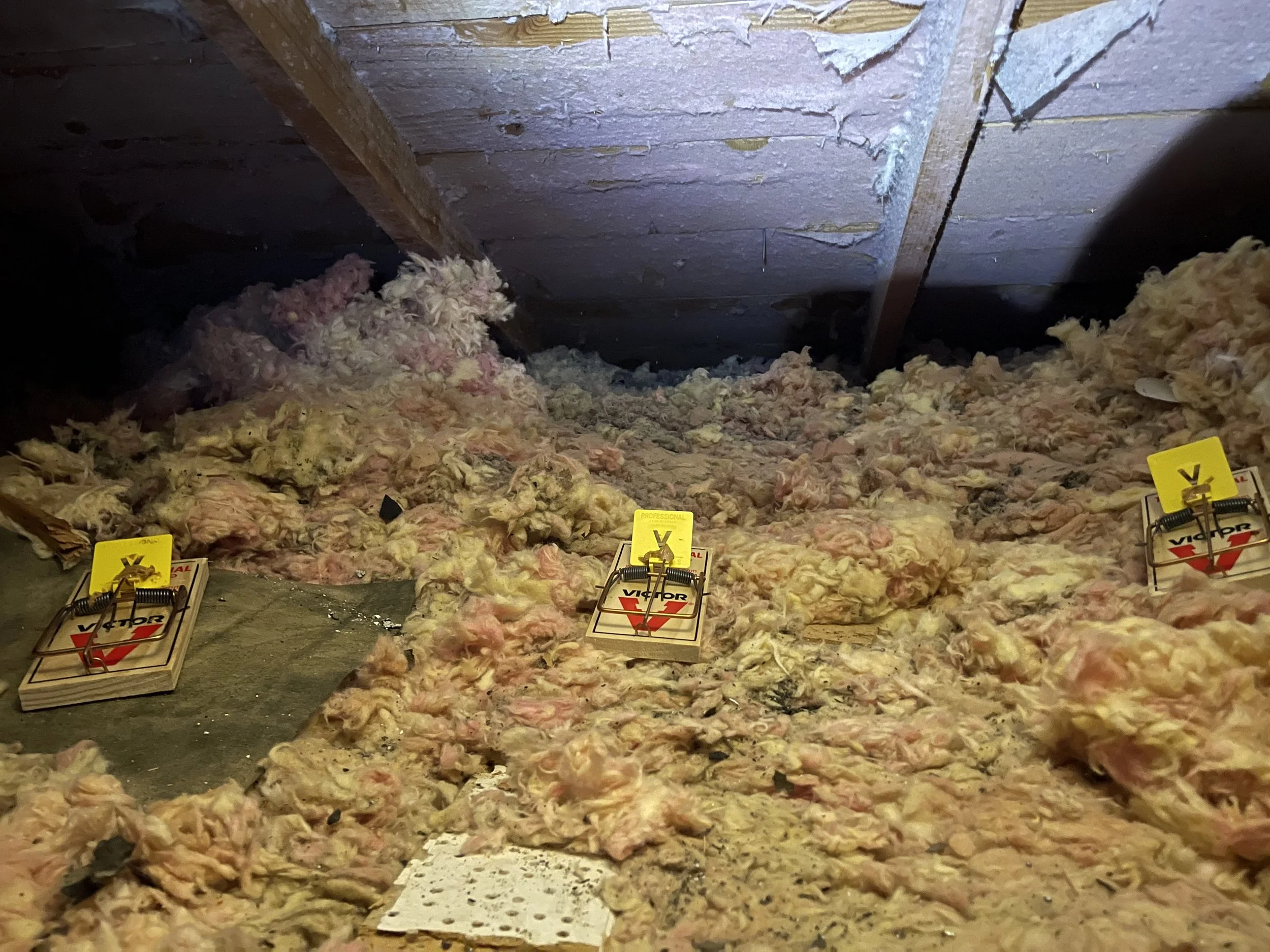 Professional attic rodent trapping service in Yucca Valley CA