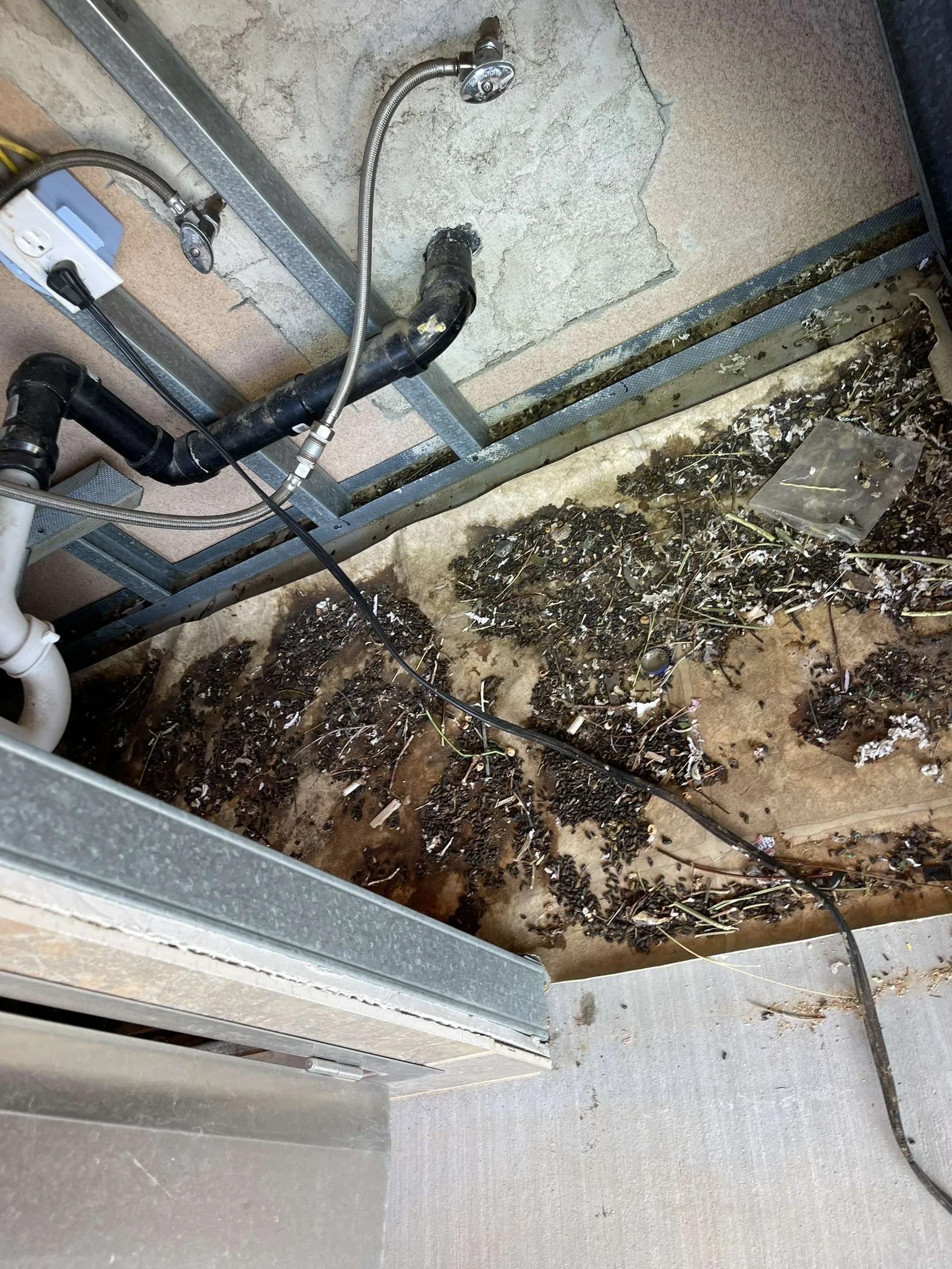 Rodent droppings contamination found in Yucca Valley home