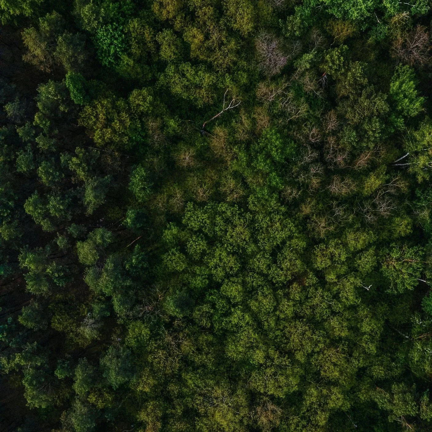 Wounded Healers Cohort