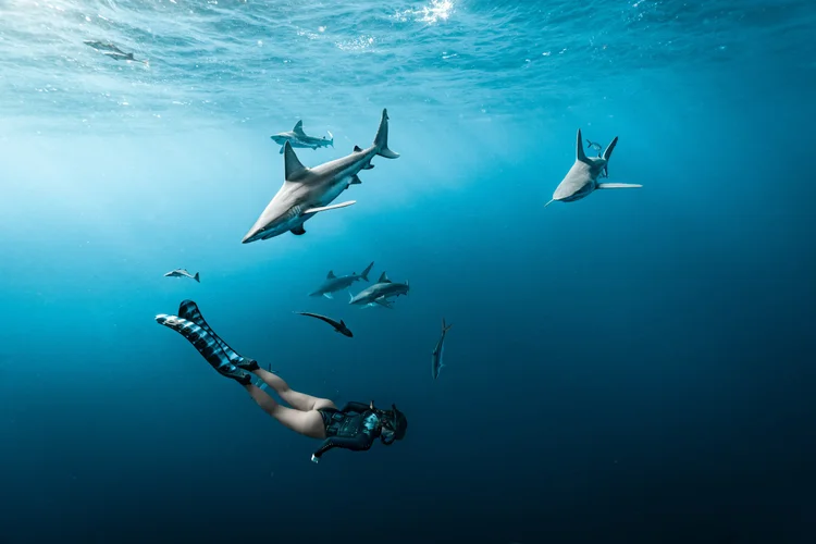 Freediver swimming beneath a group of sharks