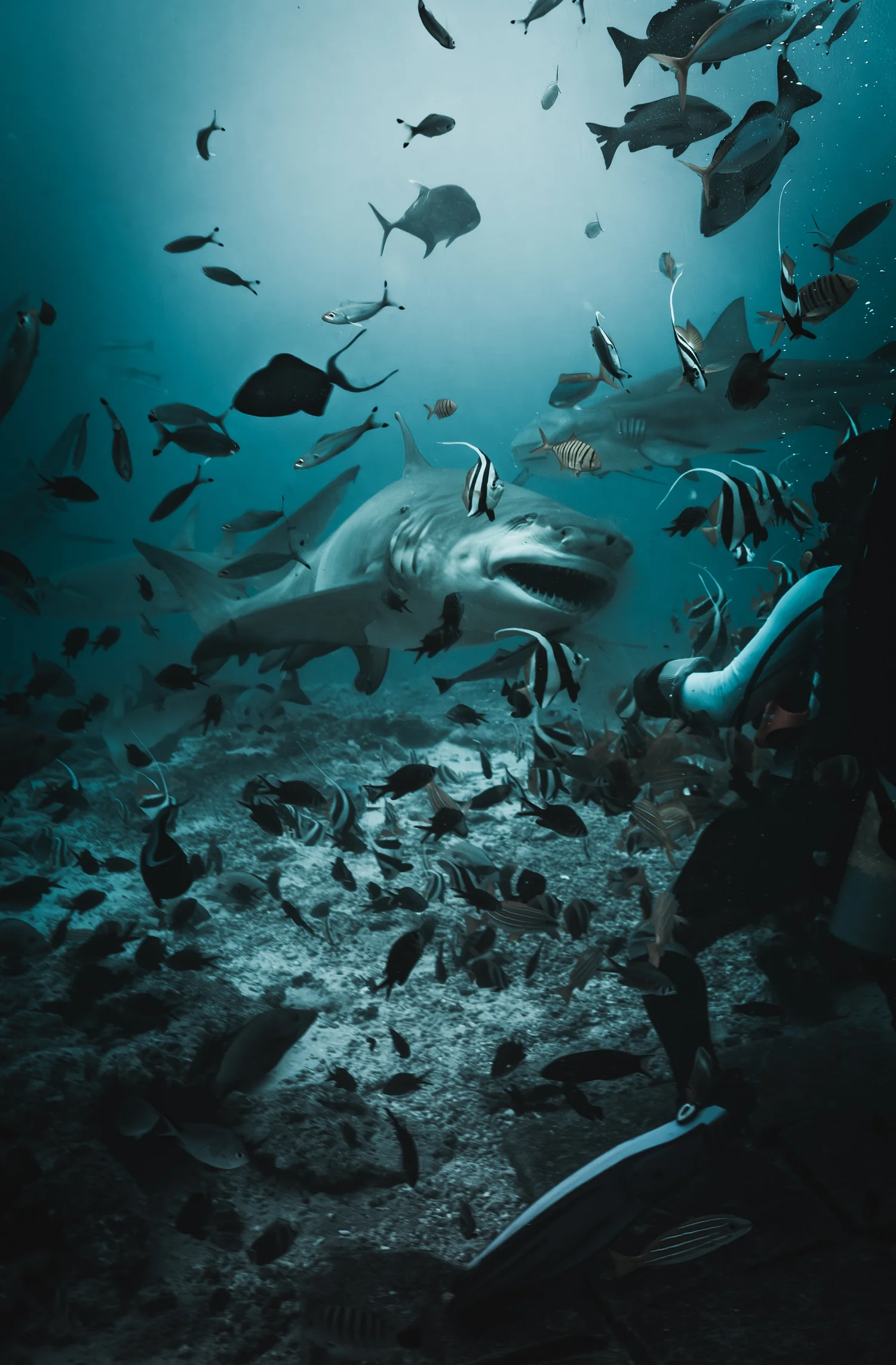 Fiji expedition · Beqa Lagoon · photo 3