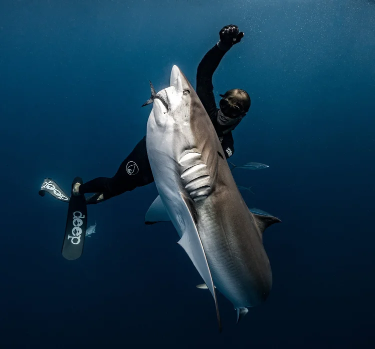 Underwater encounter with a shark and a diver