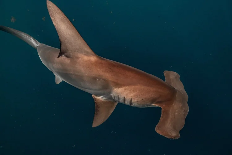 Hammerhead shark swimming through blue water