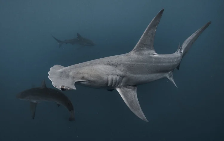 Hammerhead shark passing the camera