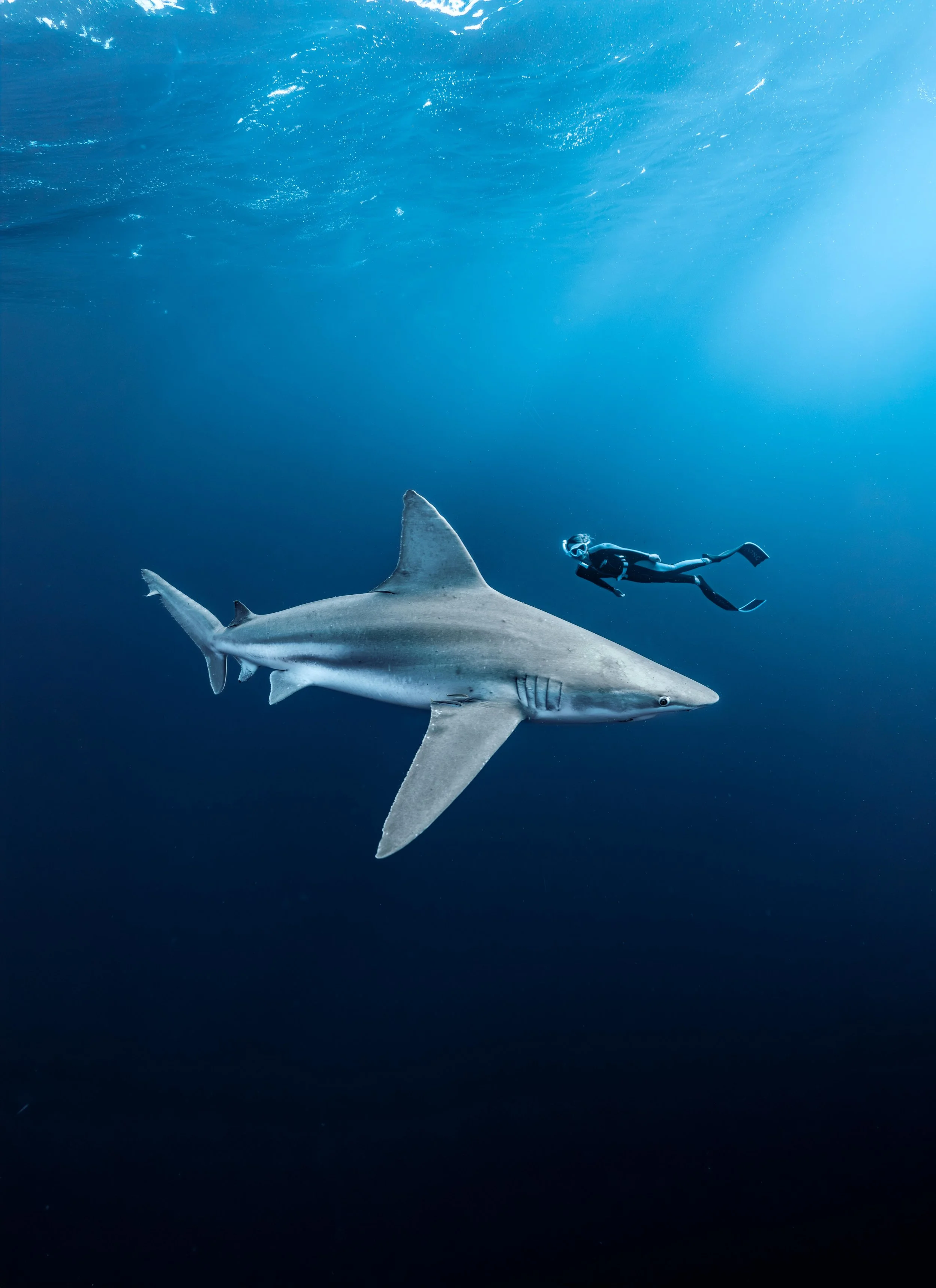 Shark free-diving