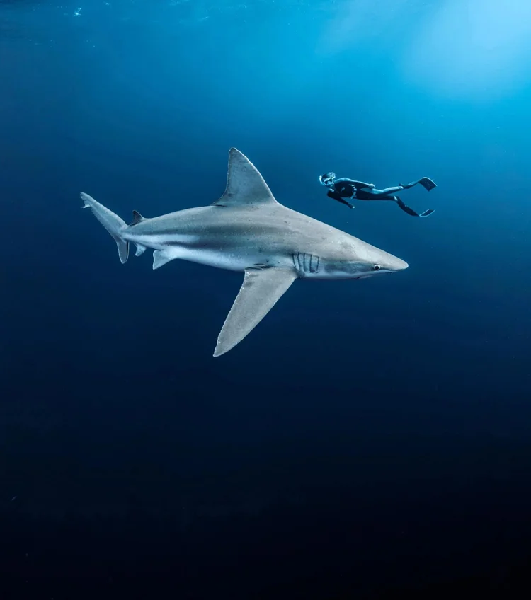 Shark and freediver in the blue water off Jupiter