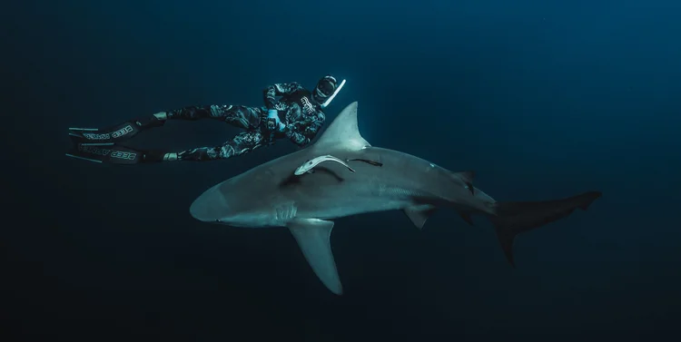 A shark passes beneath a snorkeler
