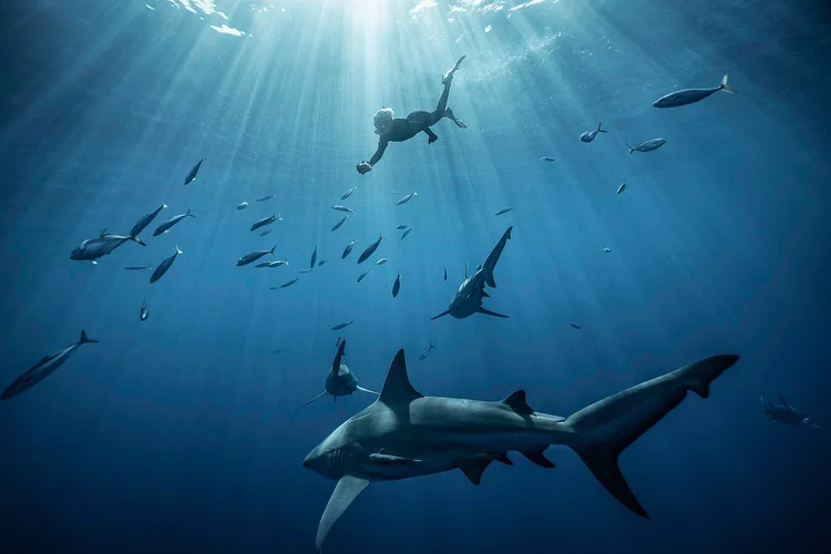 Sharks and fish beneath shafts of sunlight